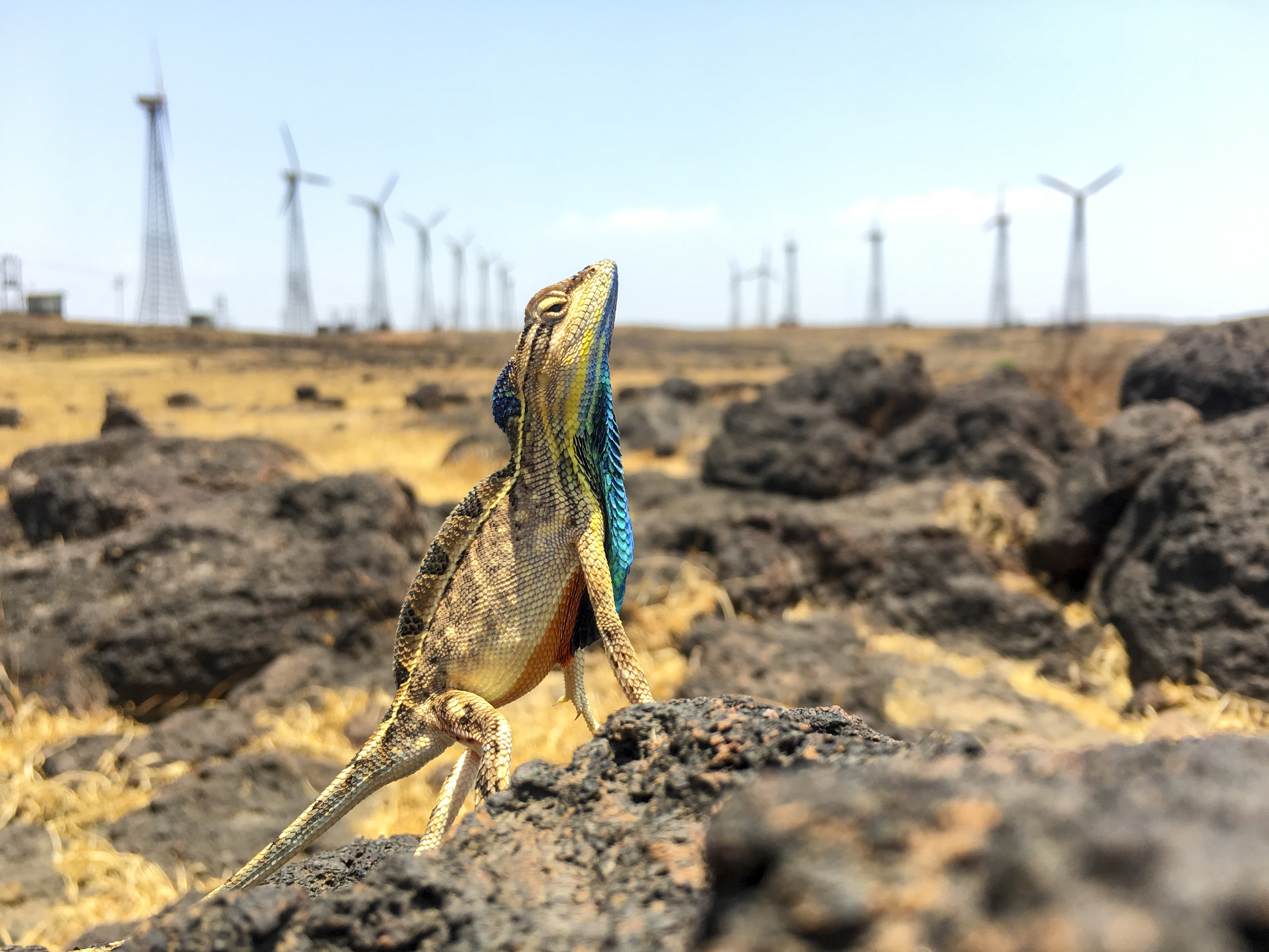 A fan-throated lizard stands guard over his territory. Photographed in Satara's Chalkewadi plateau, which is the site of one of the largest wind farms in this region.