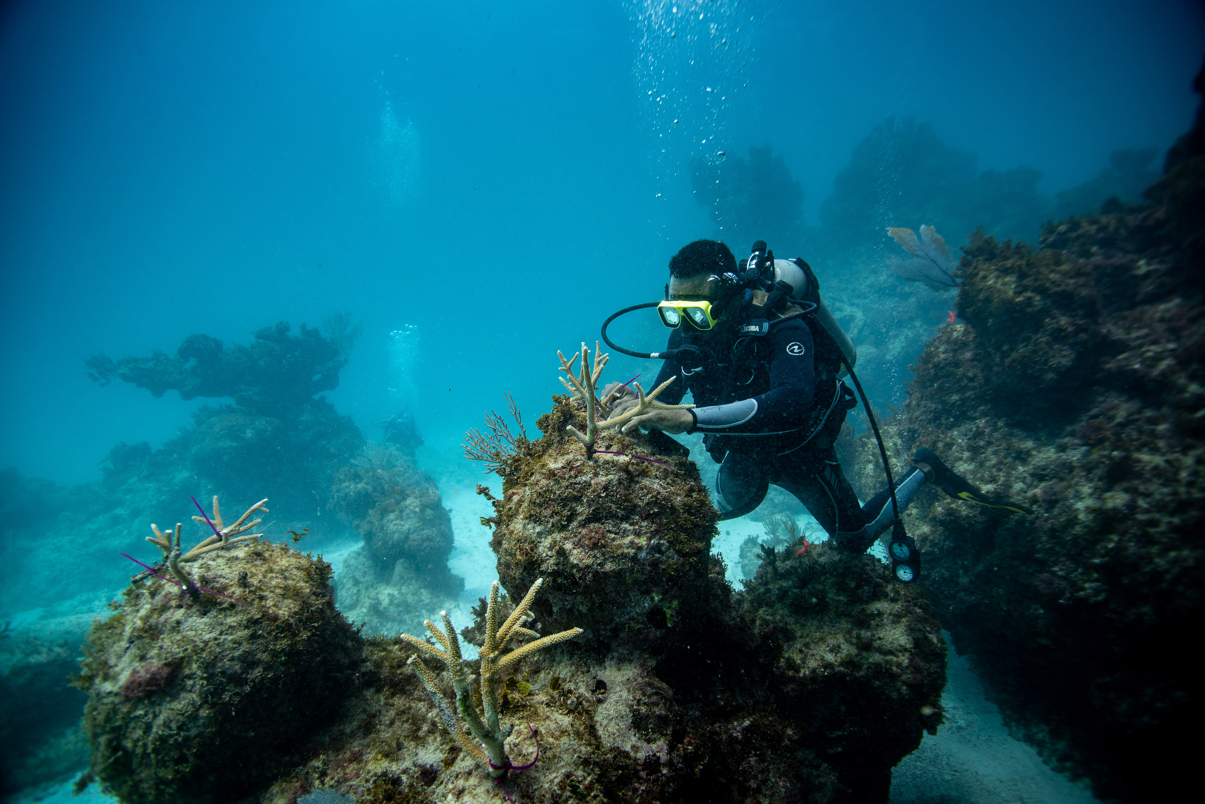 A scuba diver attaches pieces of coral to a coral-covered rock.