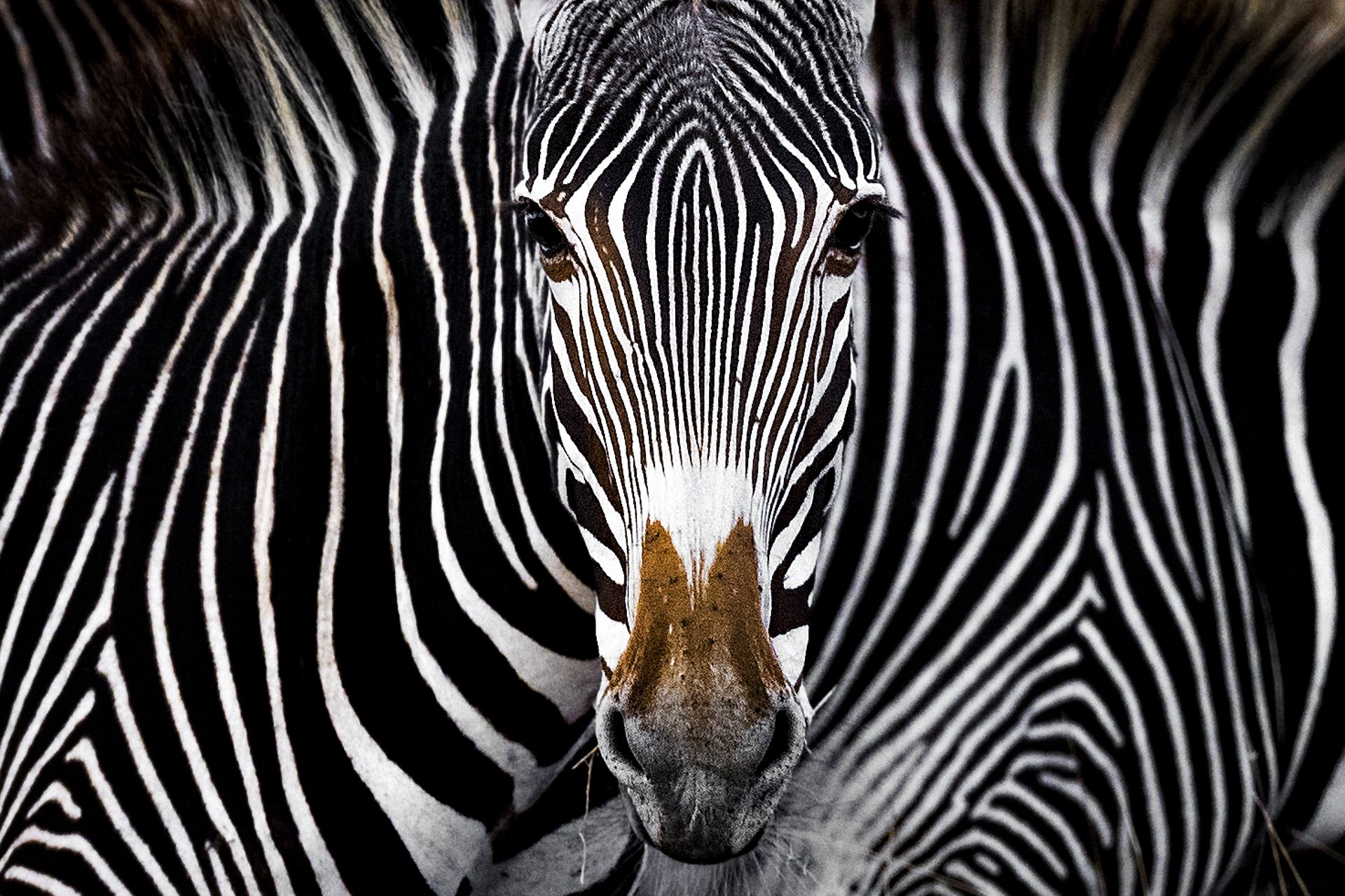 A Grevy's zebra staring at the camera in Lewa, Kenya.