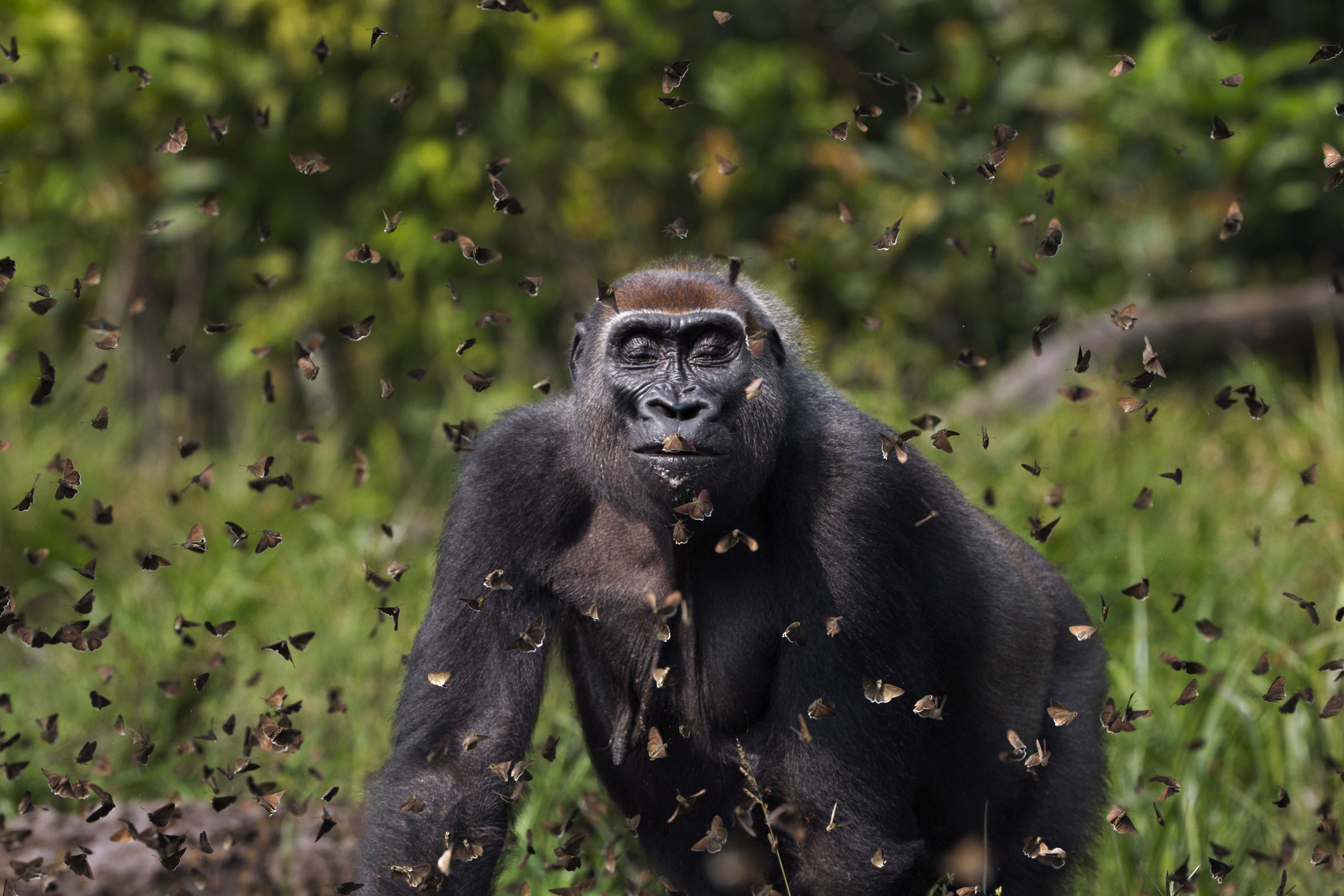 A gorilla walks through a cloud of butterflies in a grassy field.