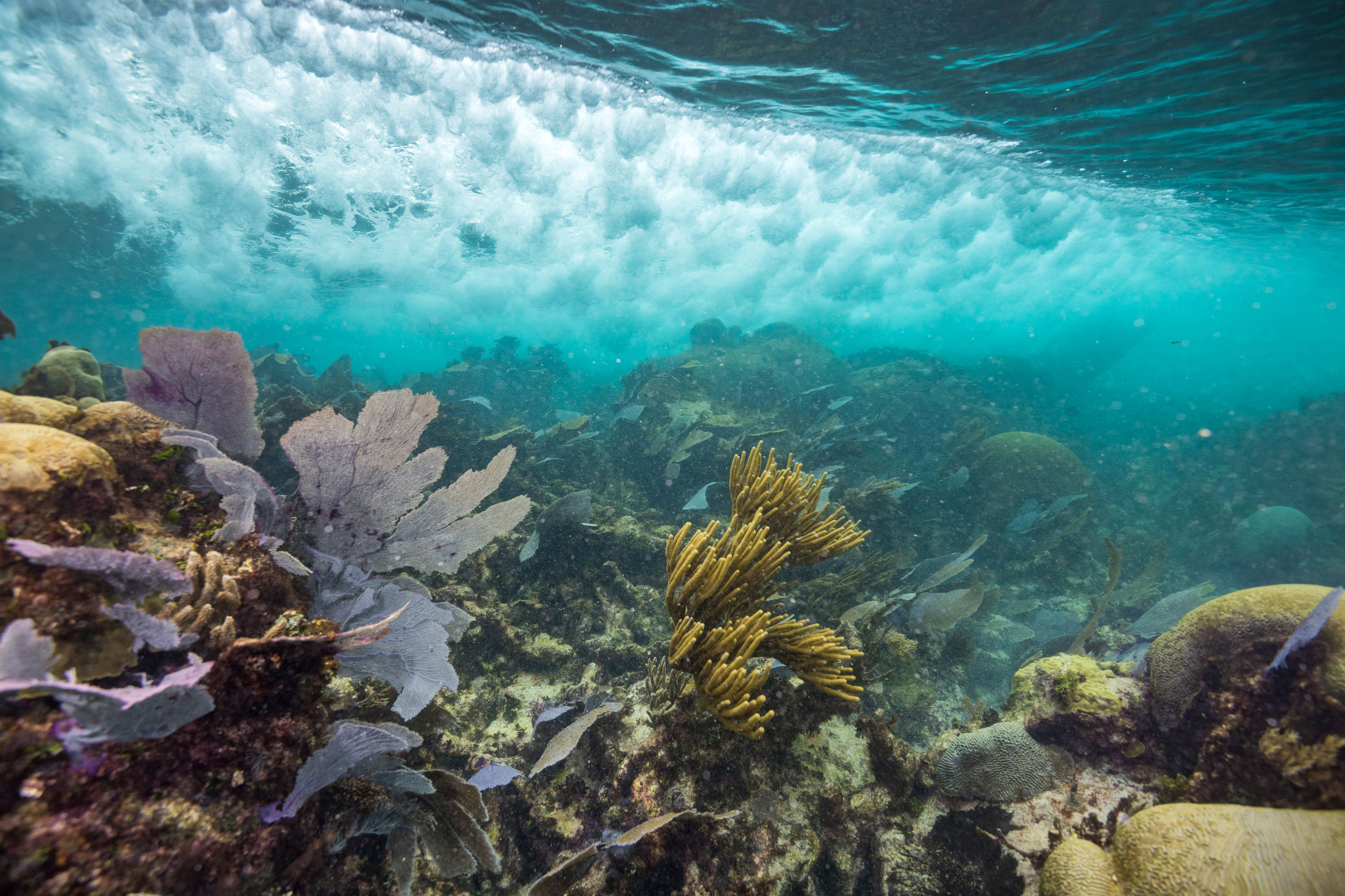 An underwater view of the Mesoamerican Barrier Reef in Mexico and fierce waves above.