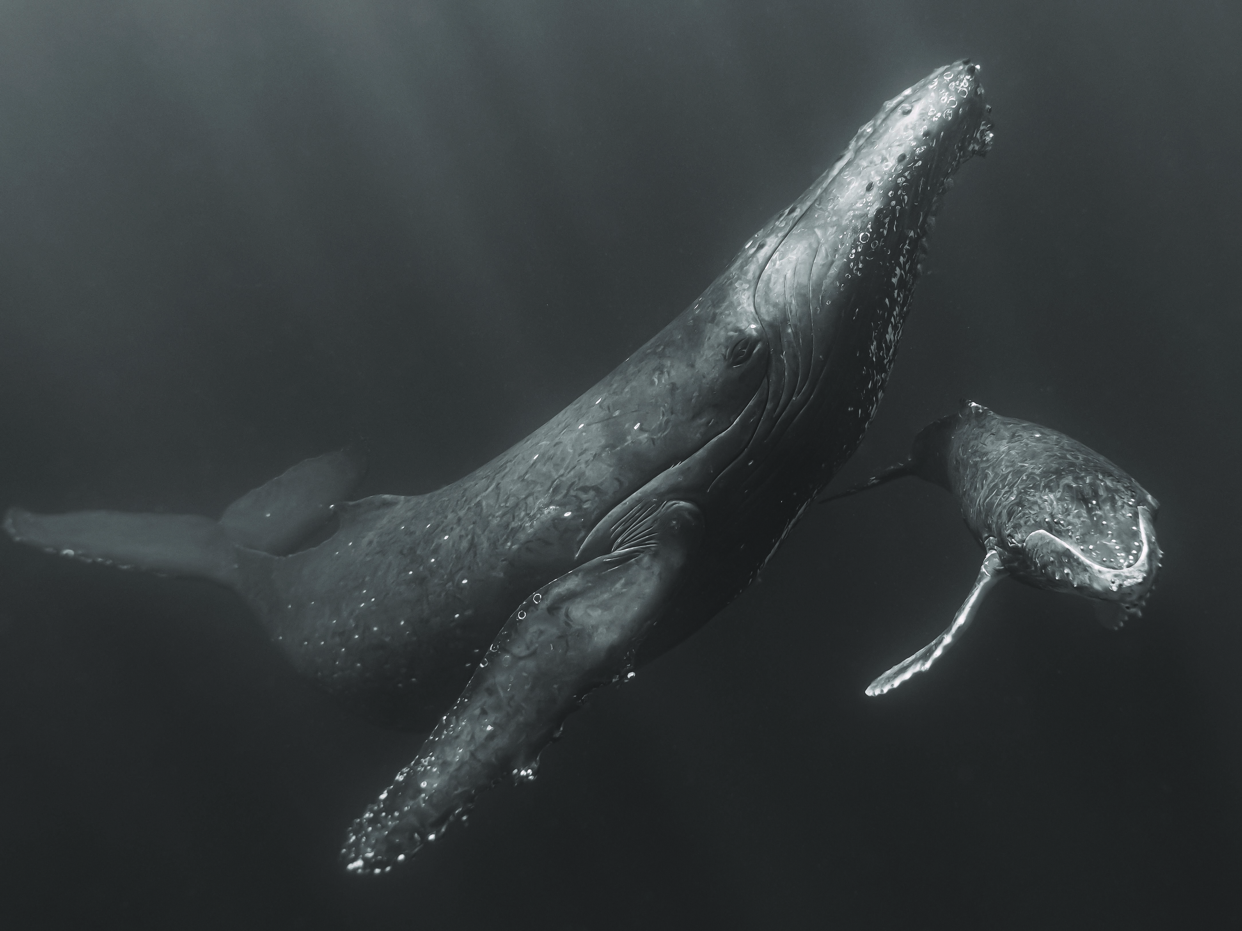 A mother humpback whale with her baby in dark ocean water.