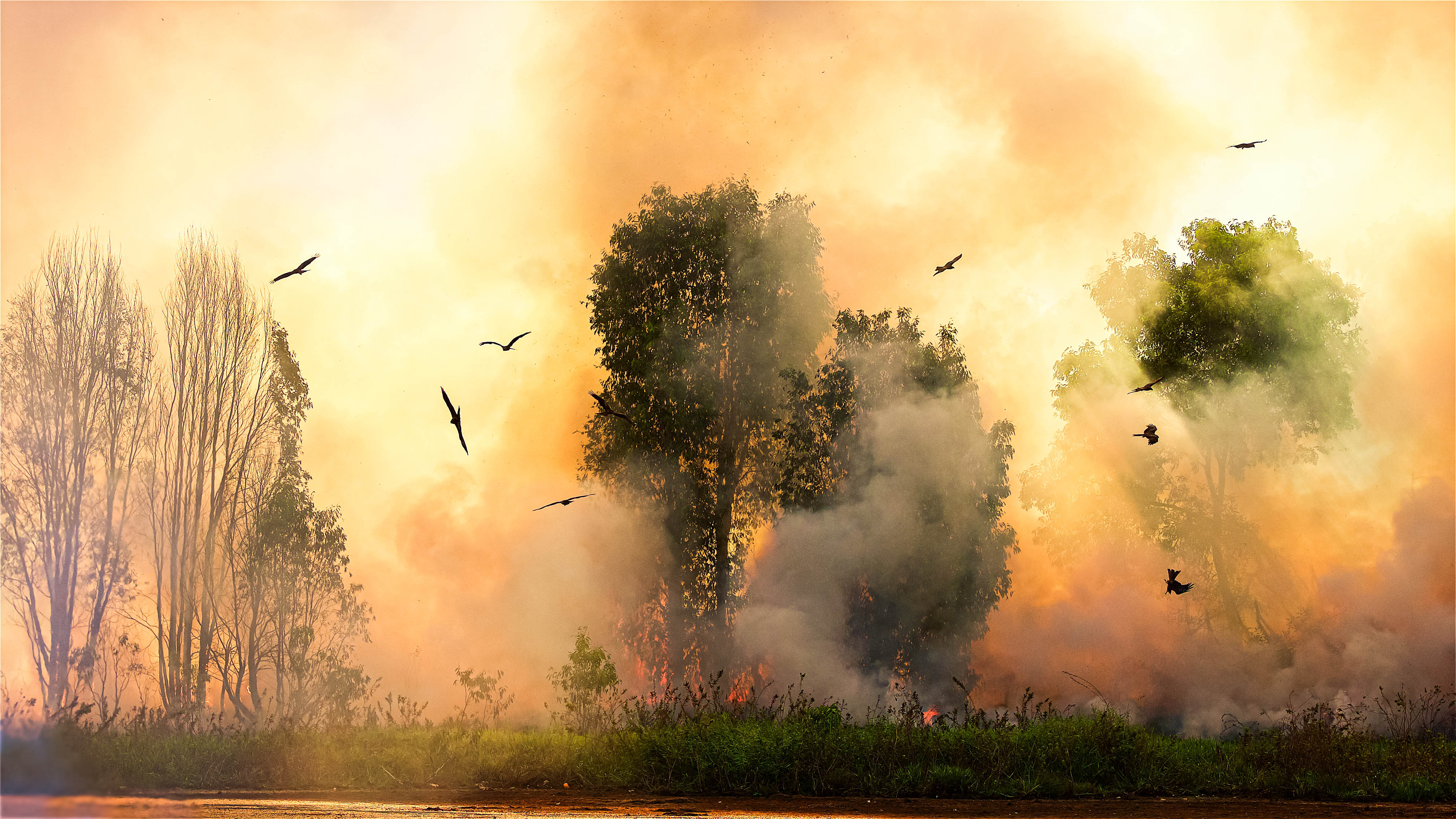 Kytes swarming in the air against a glowing orange backdrop of fire and trees