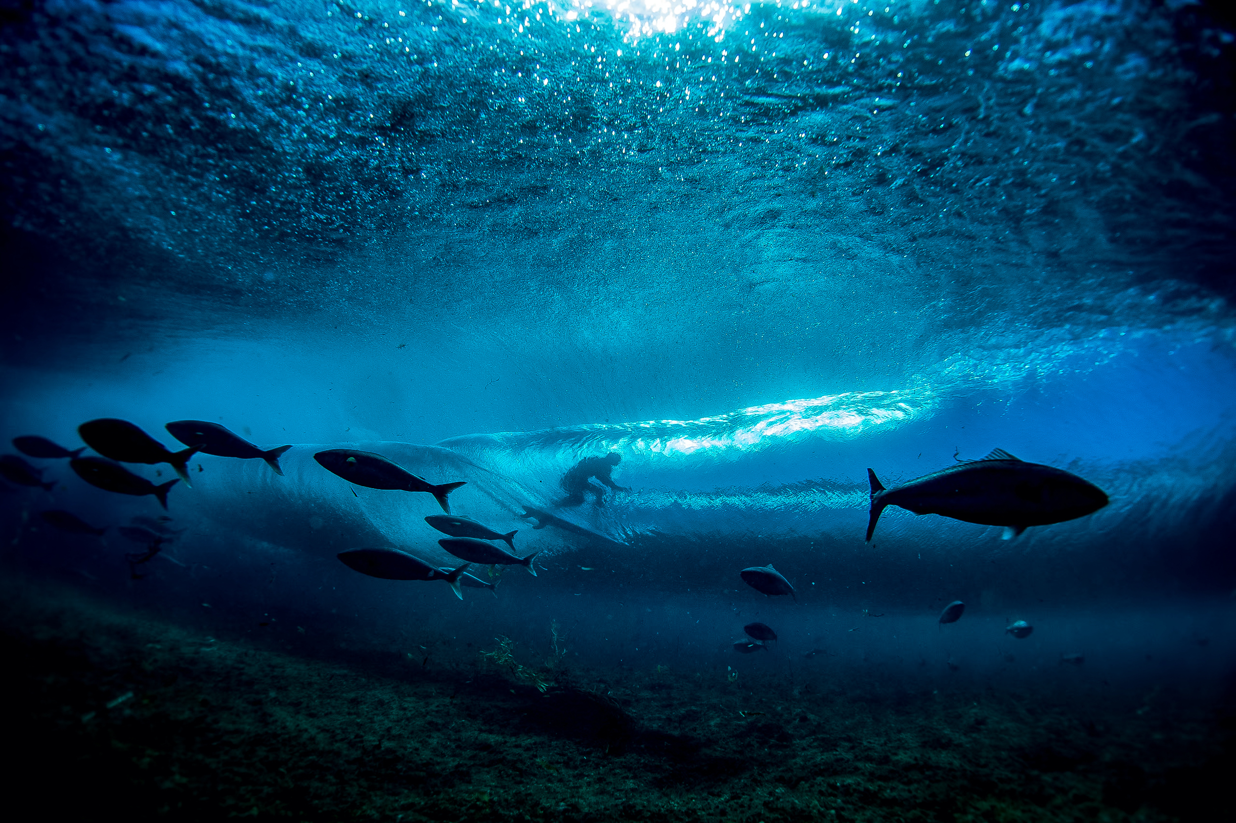 A view of a Surfer from beneath the waves through a school of salmon