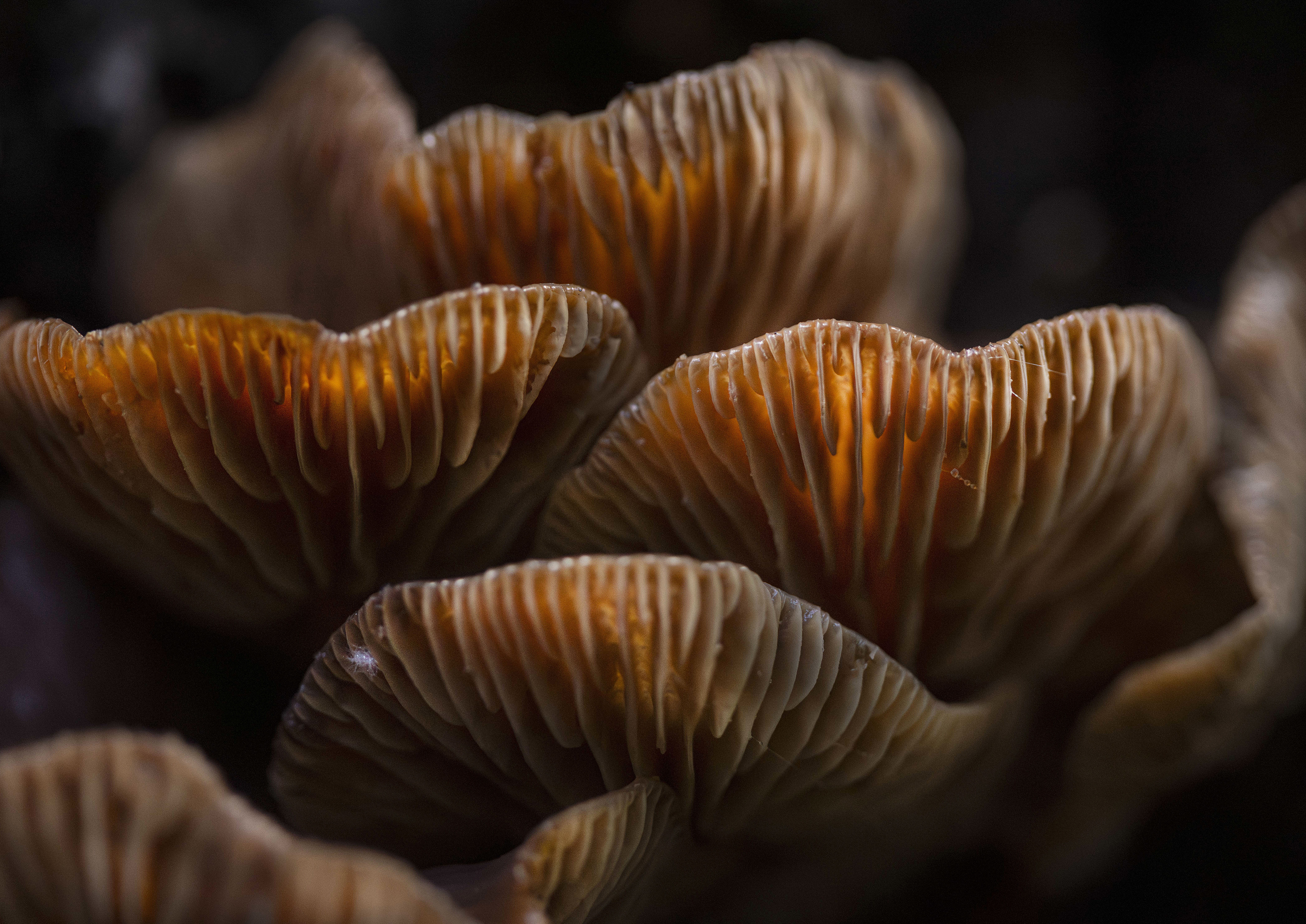 A close up of brown fungi and the light sunlight hitting it making some parts look golden