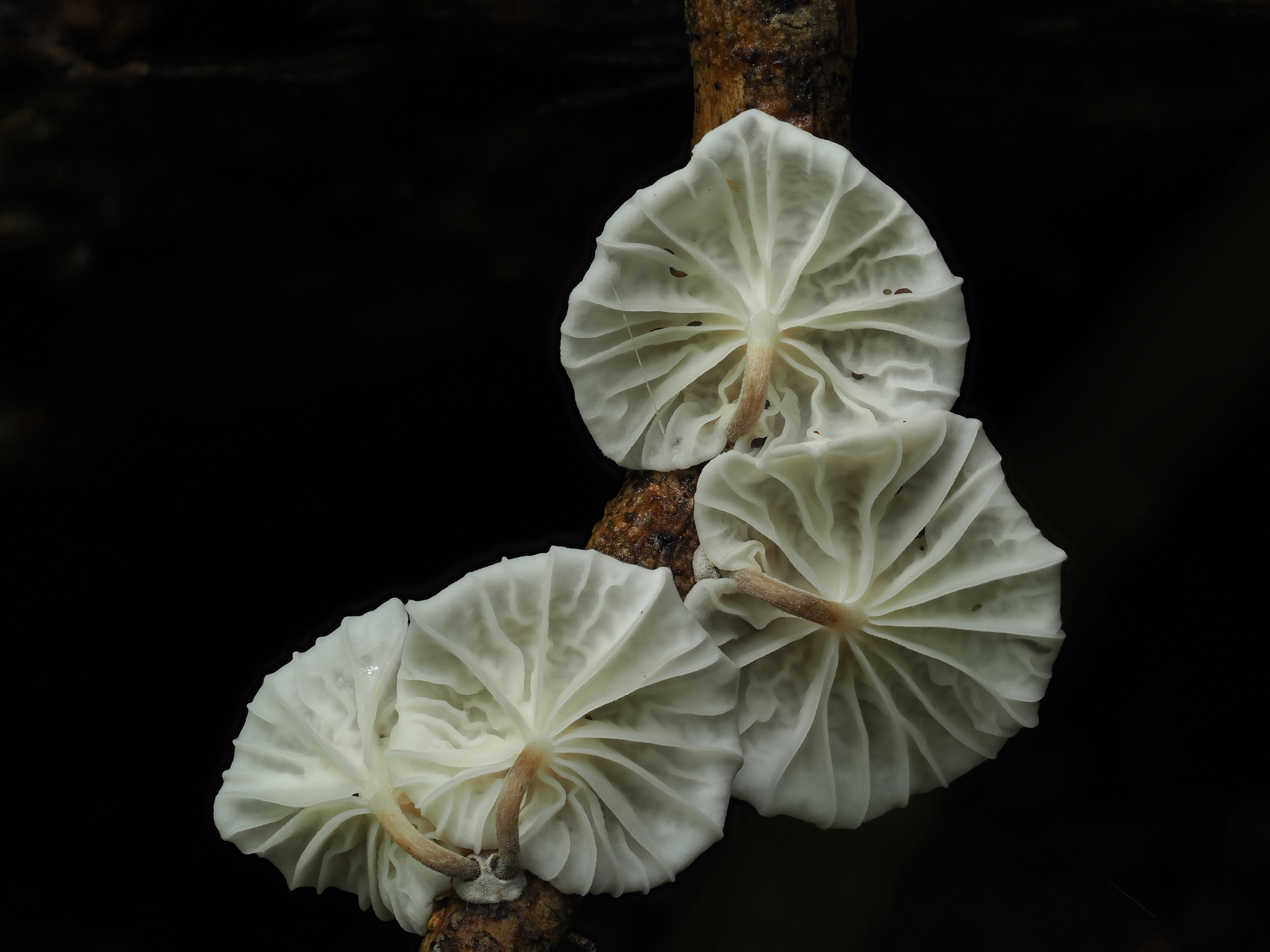 A close up of white Marasmius mushrooms showing its folds