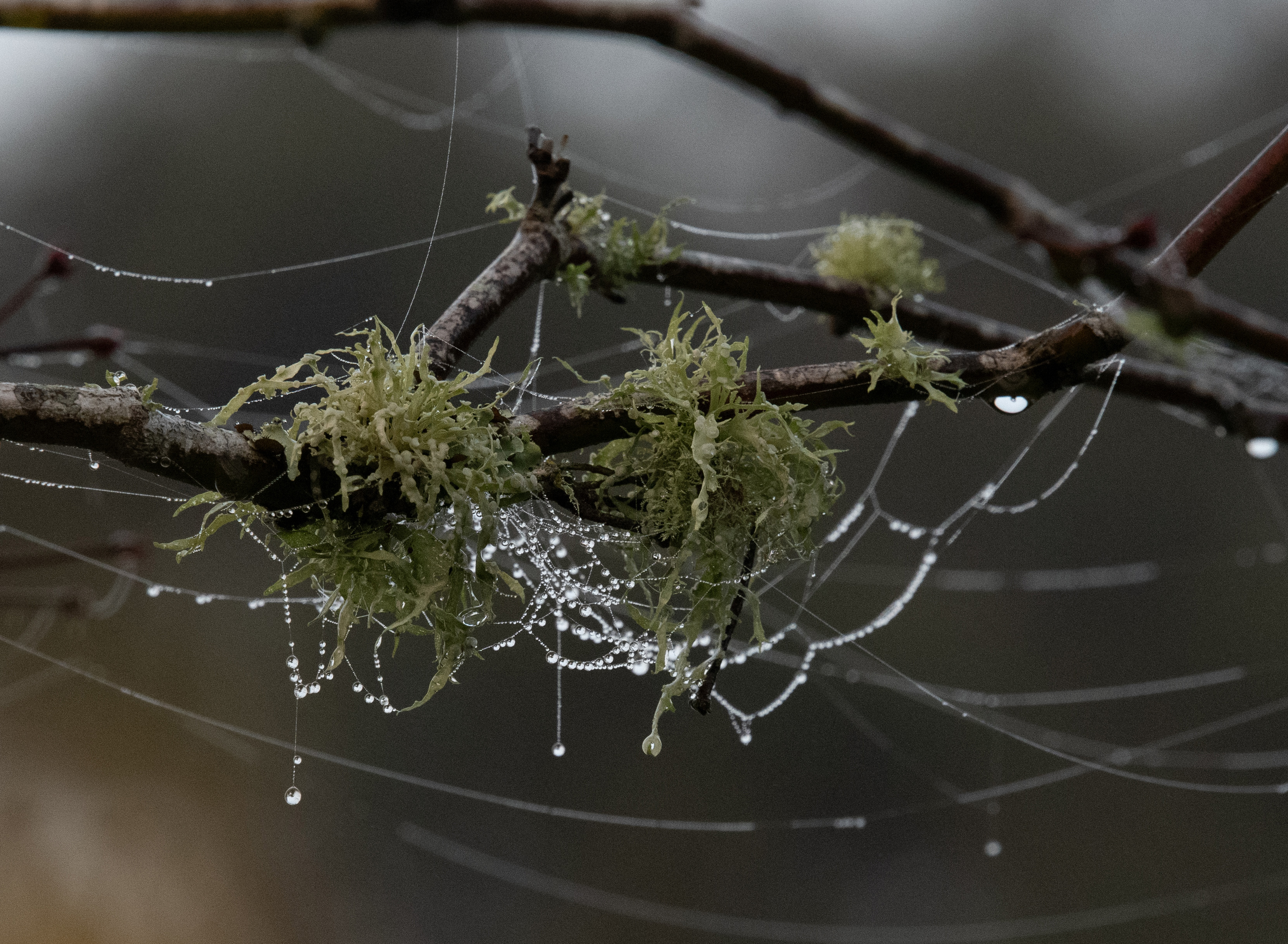 An intricate web of dew-drops hanging together of lichen on a branch almost like a chandelier