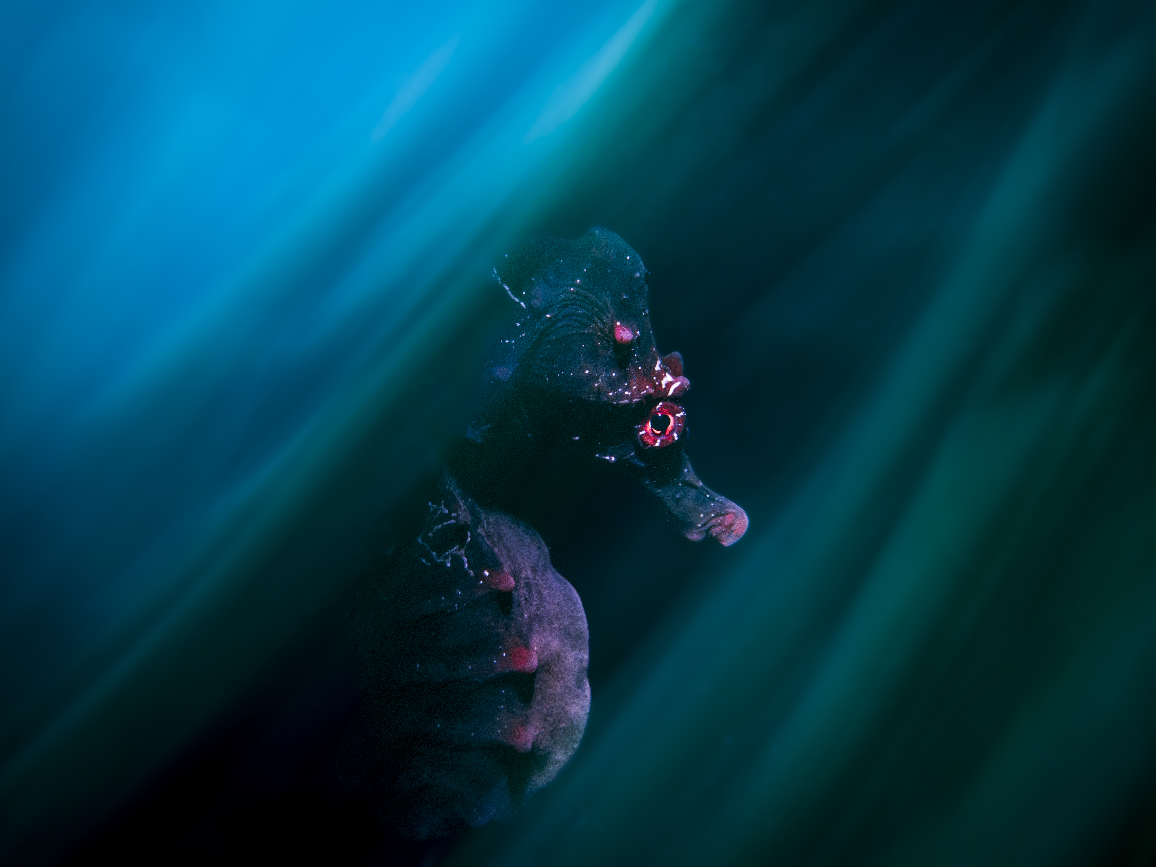 A side portrait of Pot-bellied Seahorse in the dark water