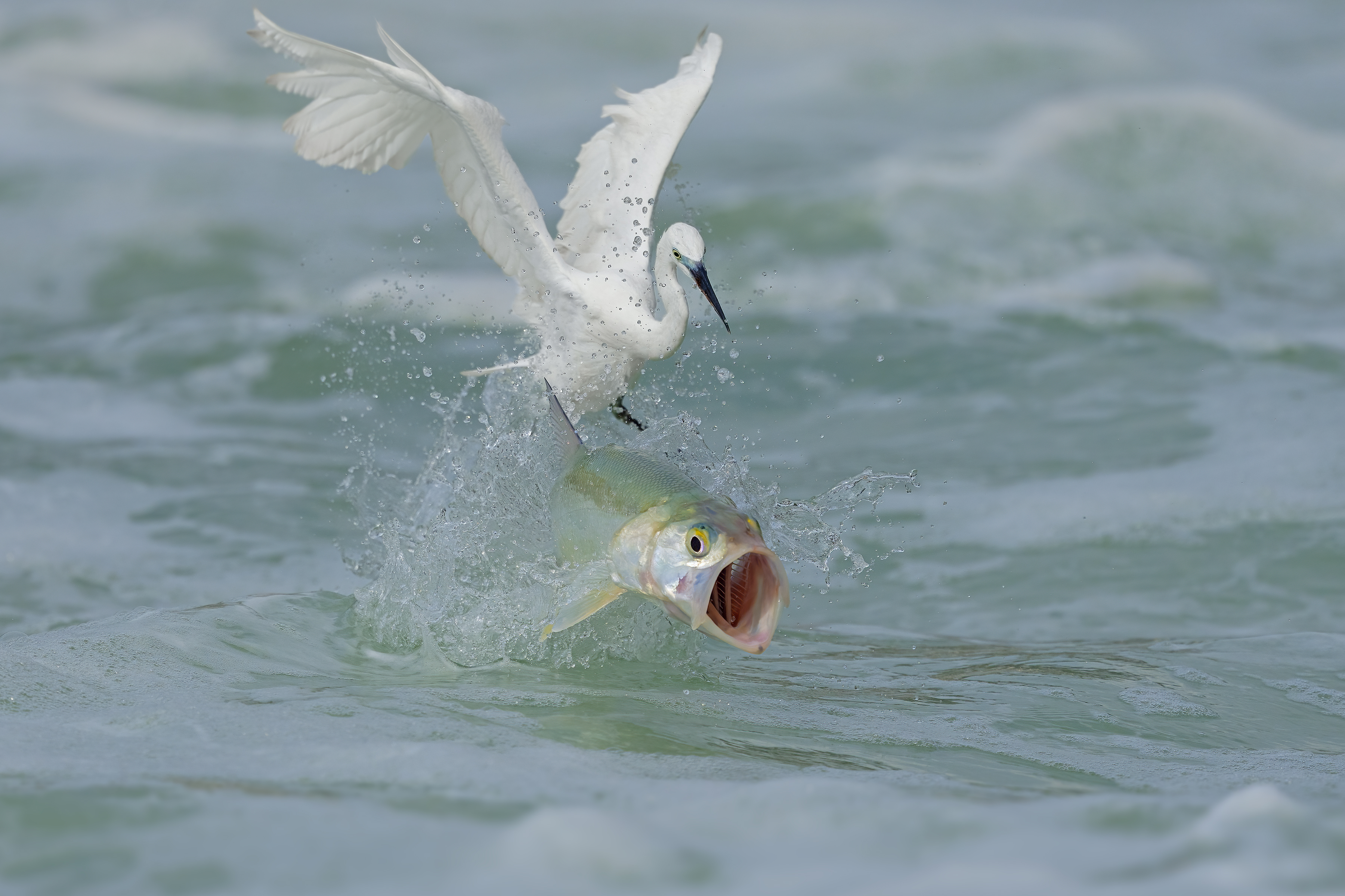 An Egret lifting a fish out of the water with its claws - the fish has its mouth wide-open