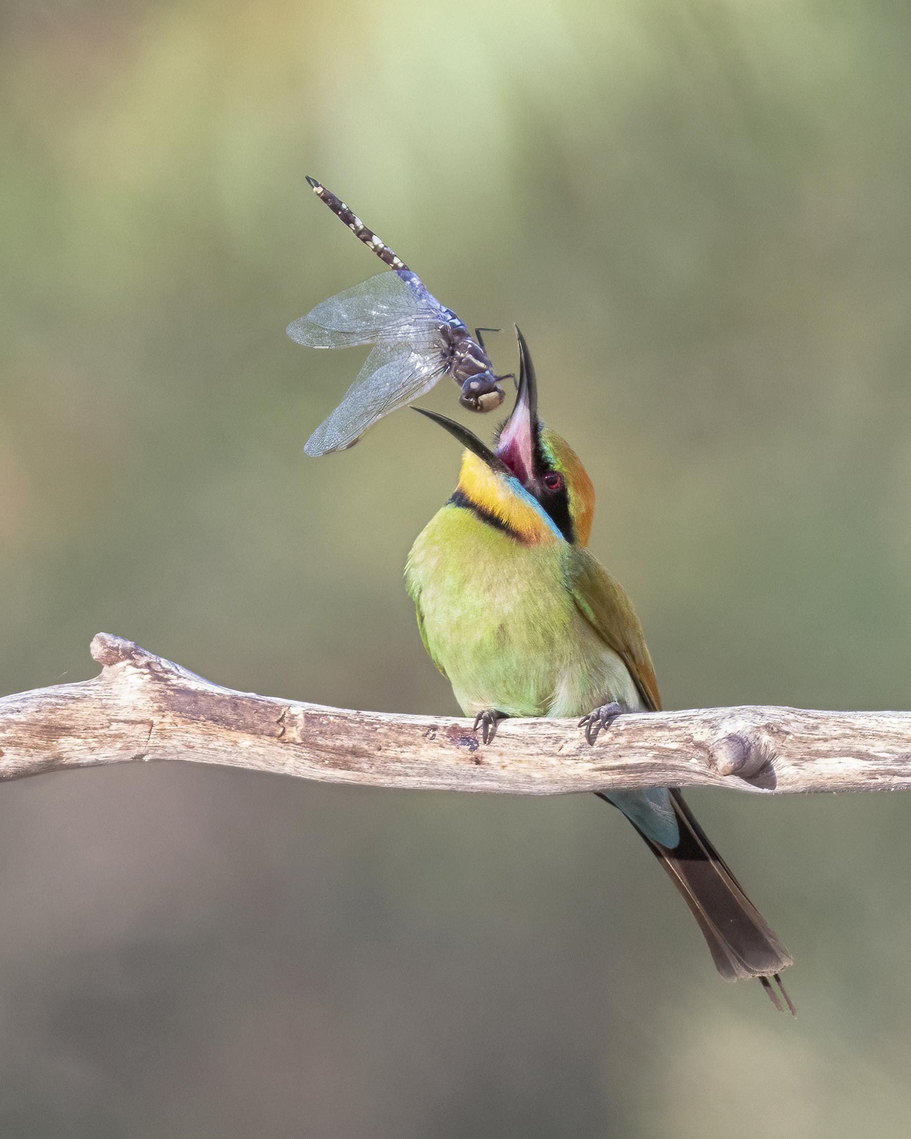 A Bee-Eater throwing up a dragon fly in the air an opening its beak preparing to swallow it