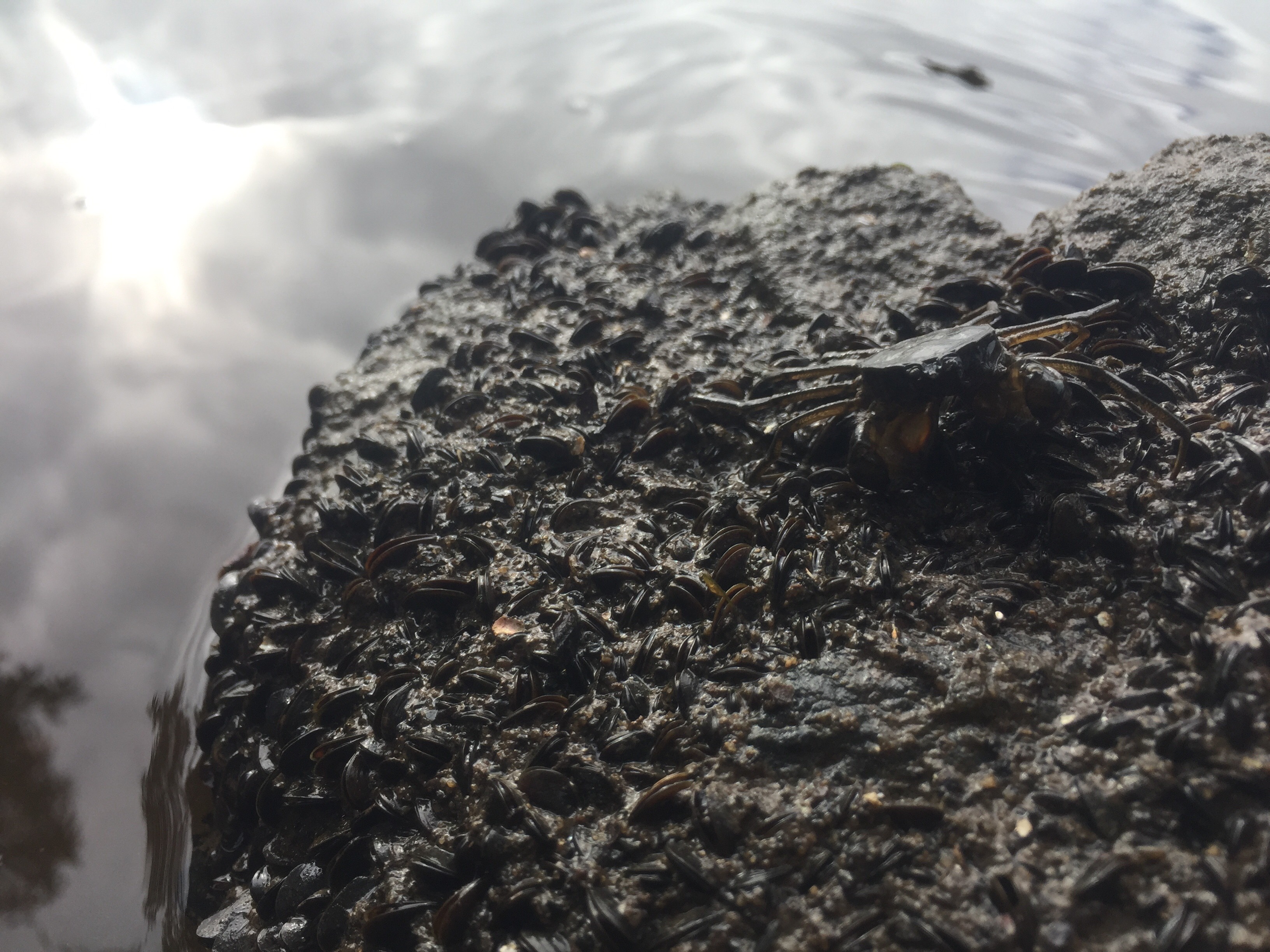 Black Pygmy Mussels and crab