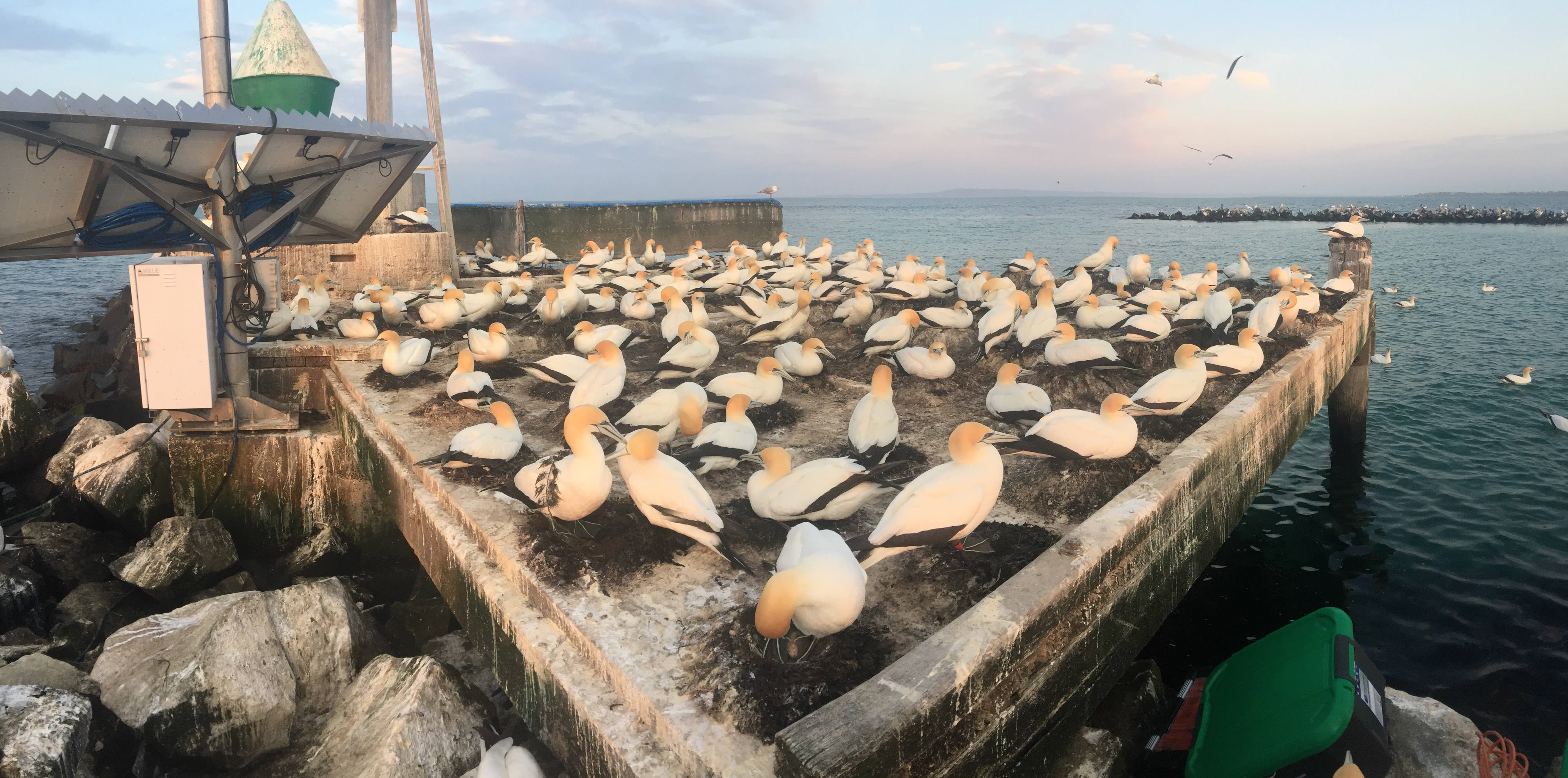 Australasian Gannets at Port Phillip Bay 