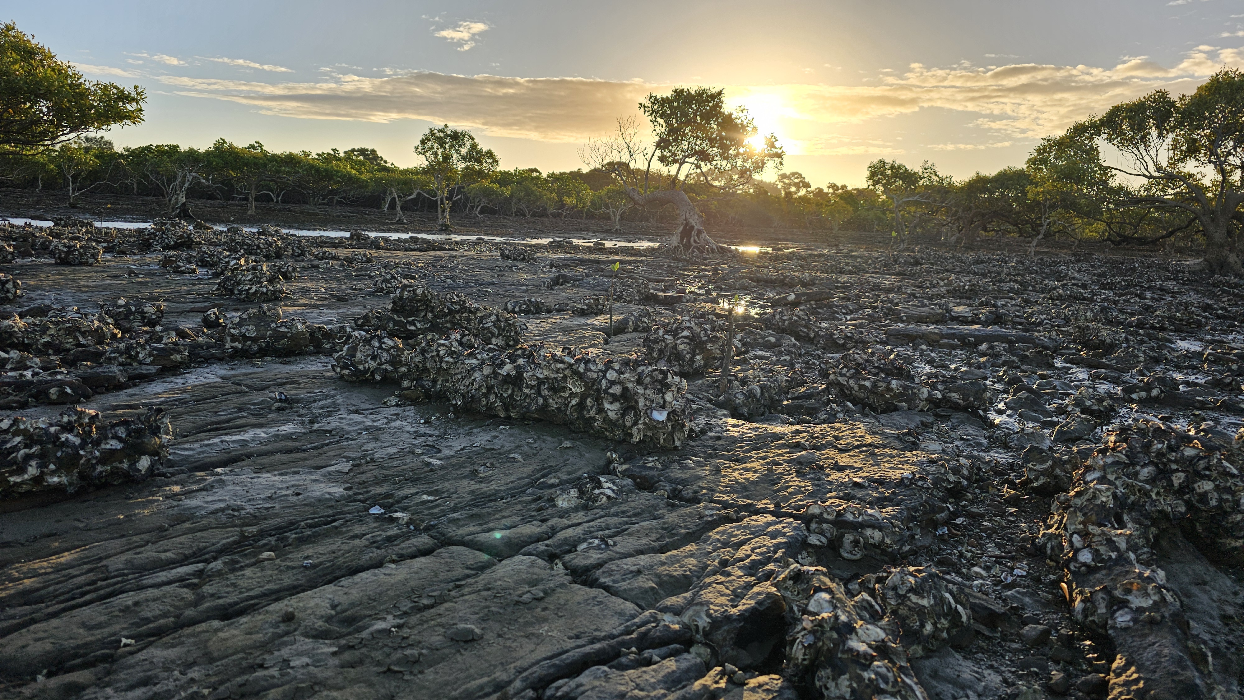 Sunset over remnant shellfish reefs at the Great Sandy Strait, QLD