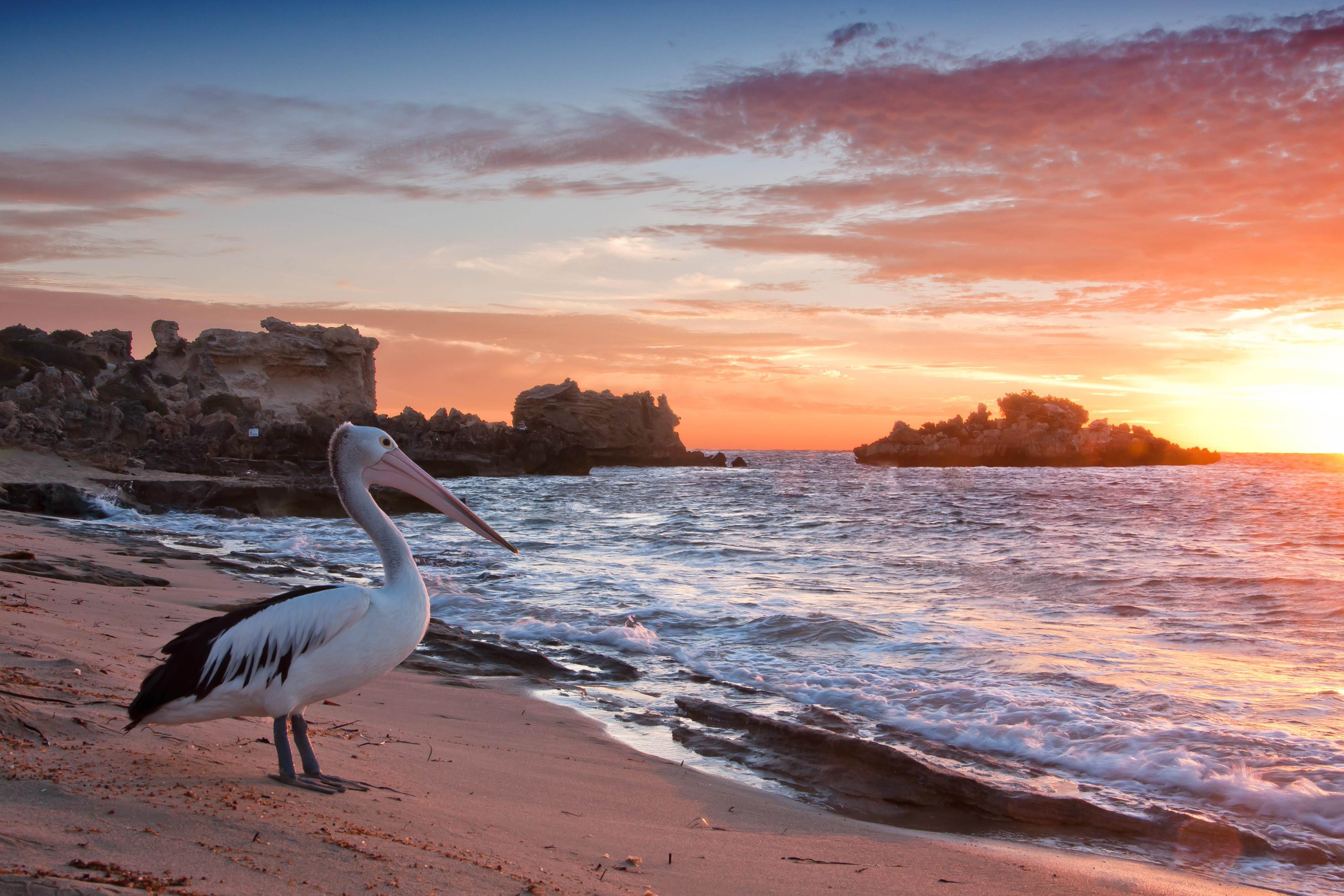 pelican on a beach at sunset