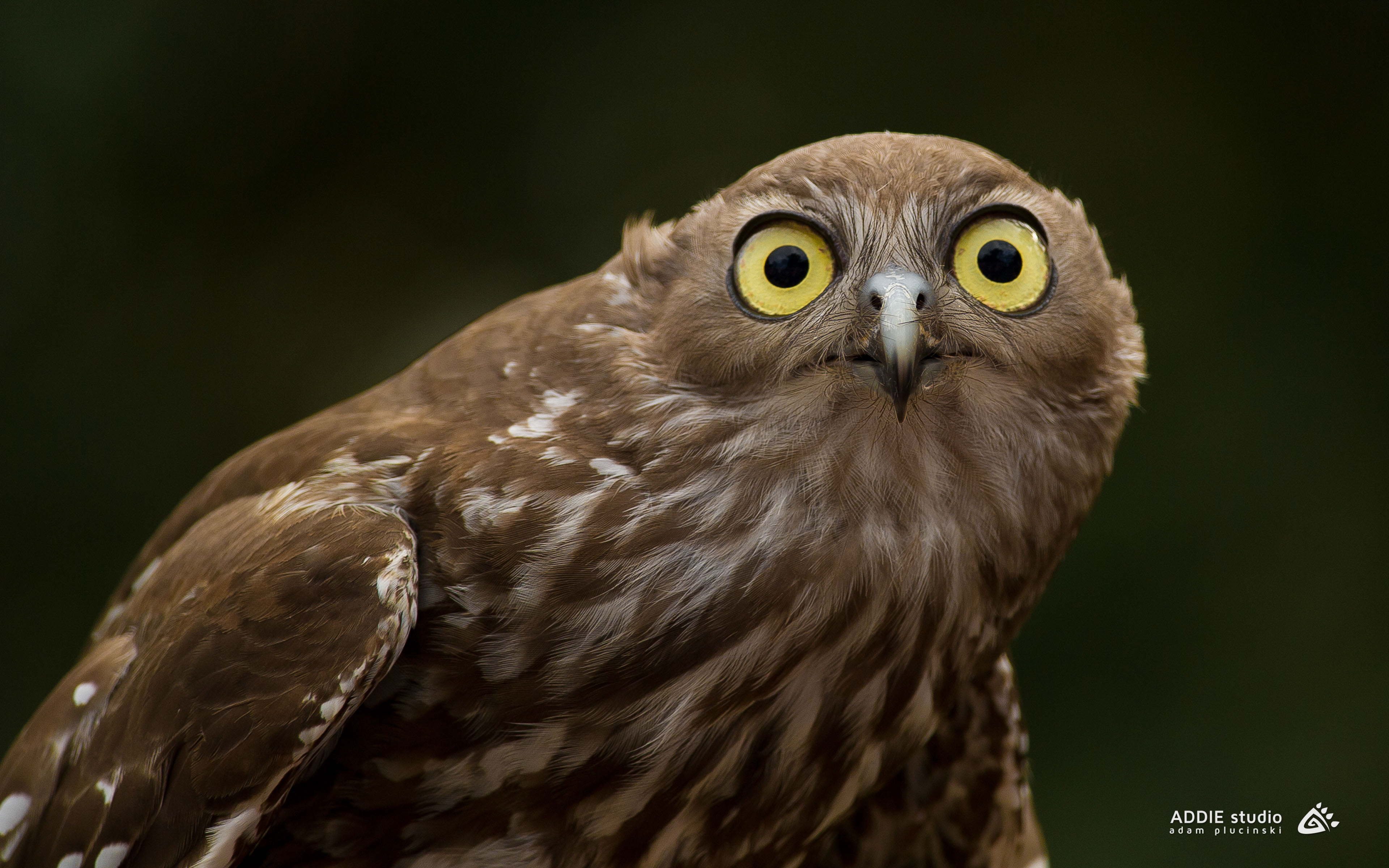 brown owl with yellow eyes
