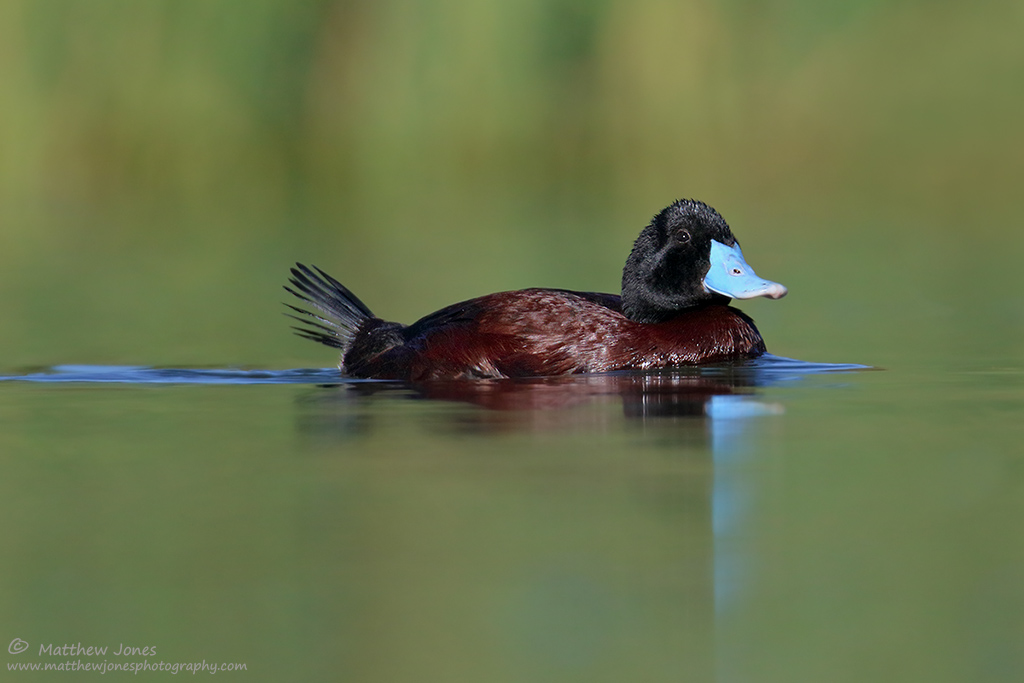 Blue-billed Duck