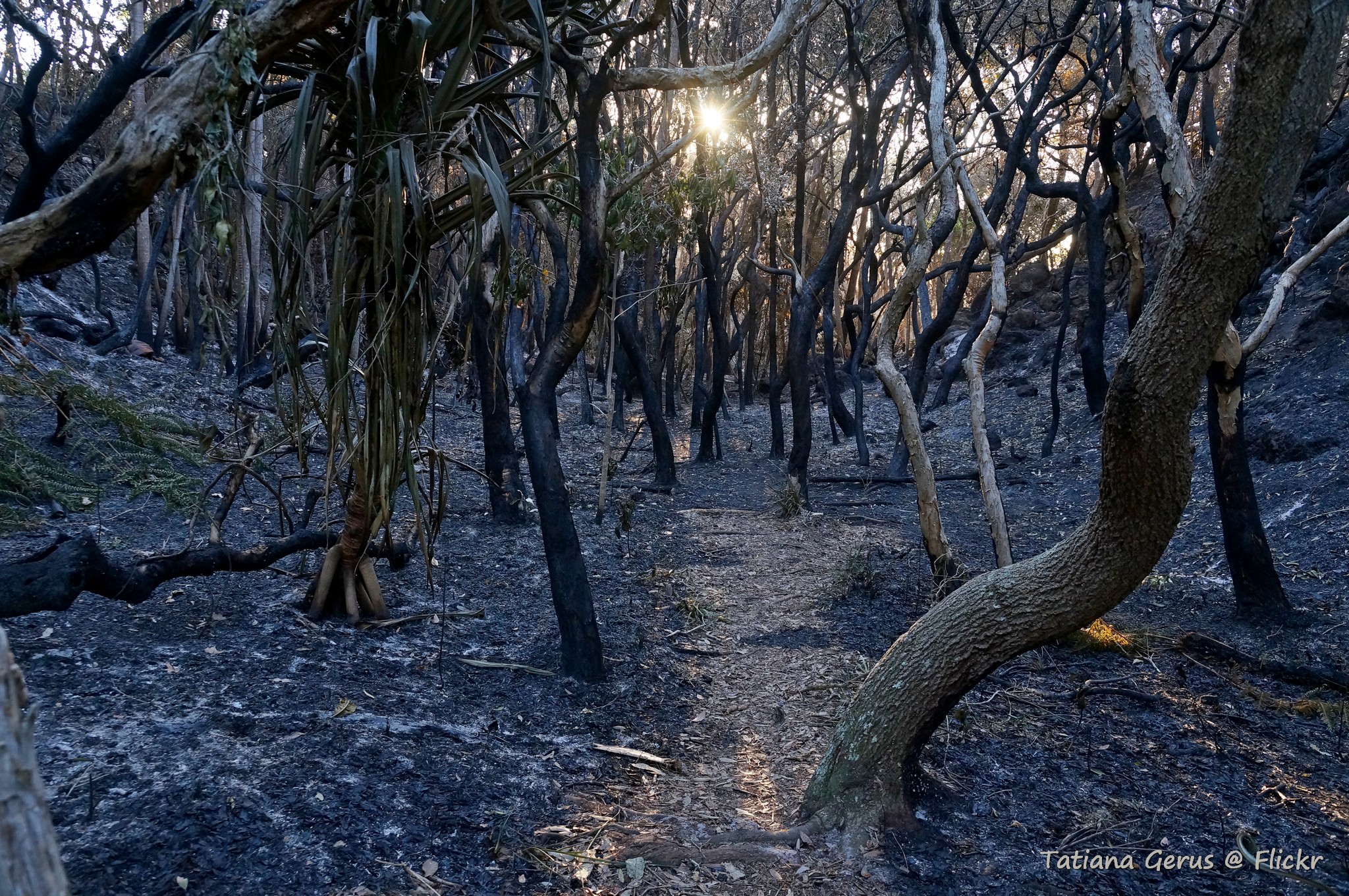 Bushfire in Yamba NSW 