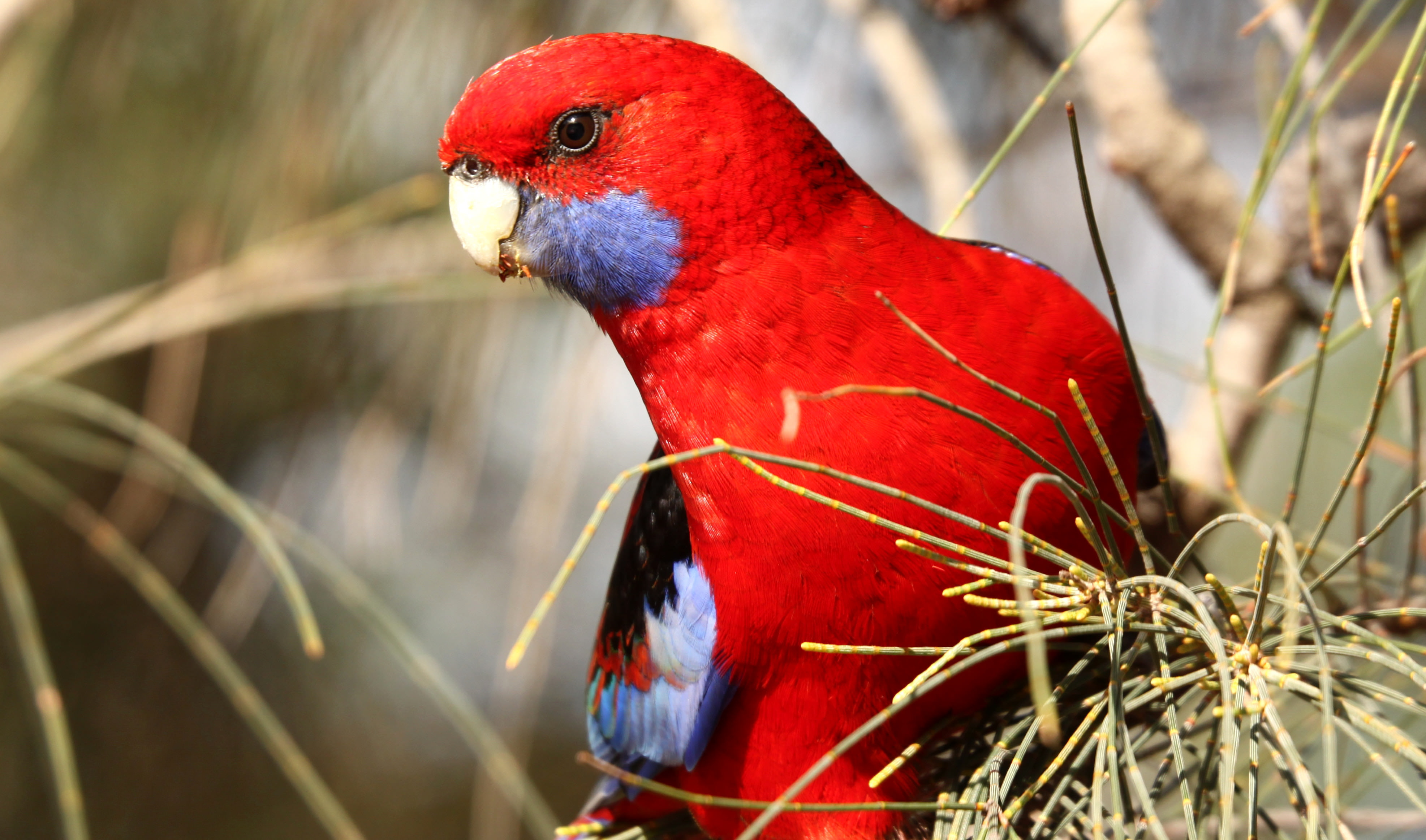 closeup of a bright red bird