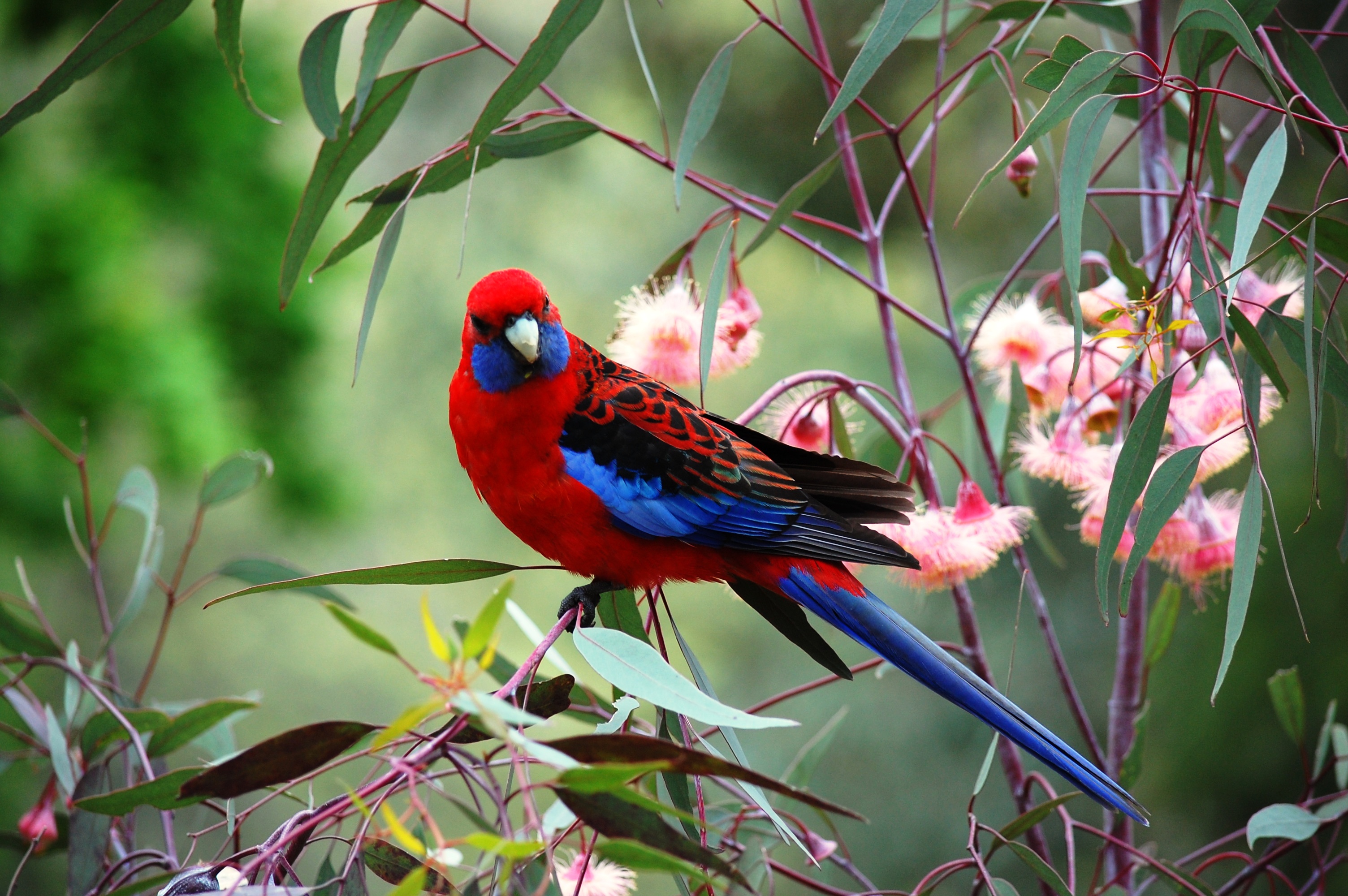 Crimson Rosella, a blue-and-red bird native to Melbourne