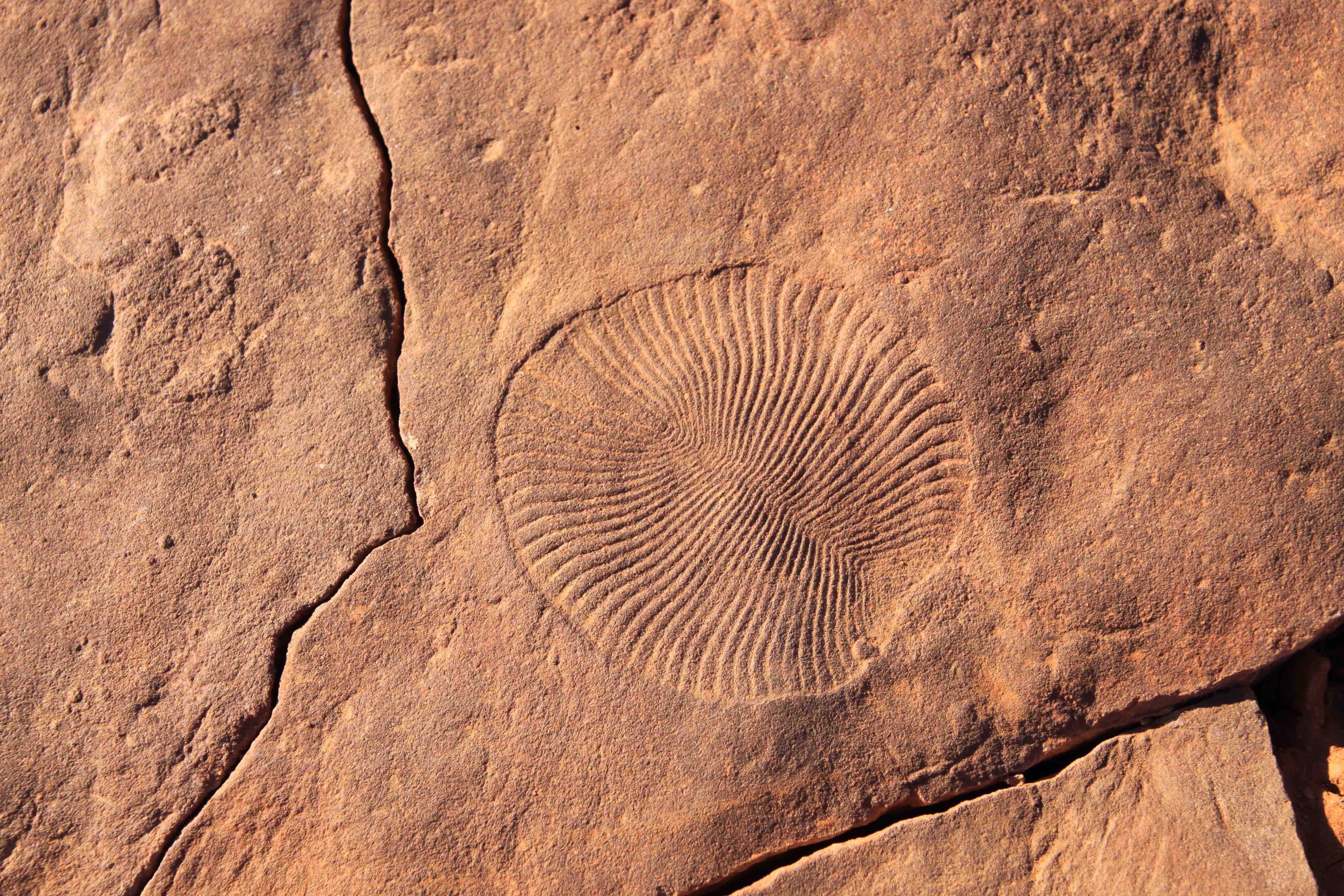 DICKINSONIA FOSSIL one the the Earth's first animals, at Nilpena