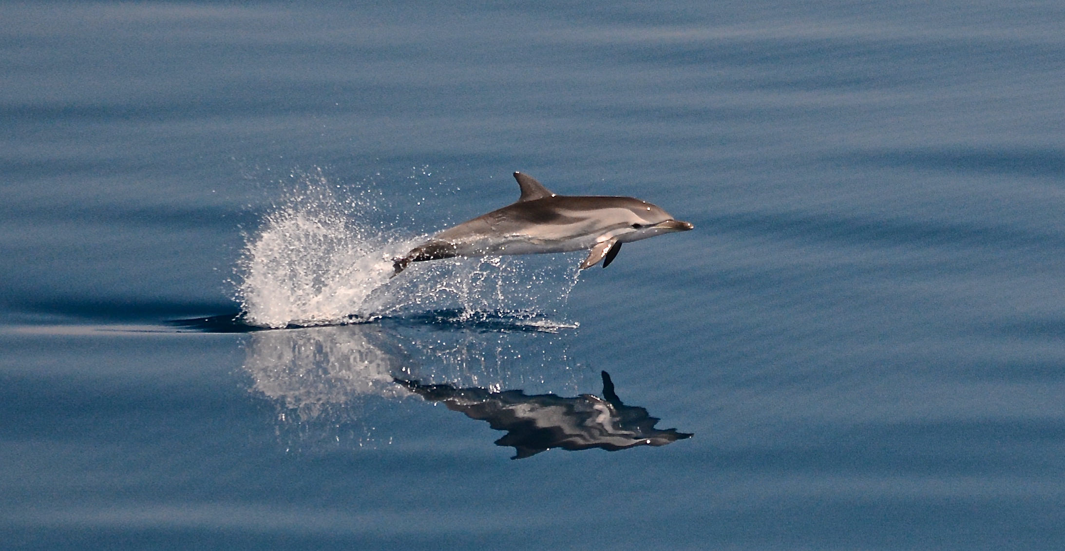 Dolphin jumping