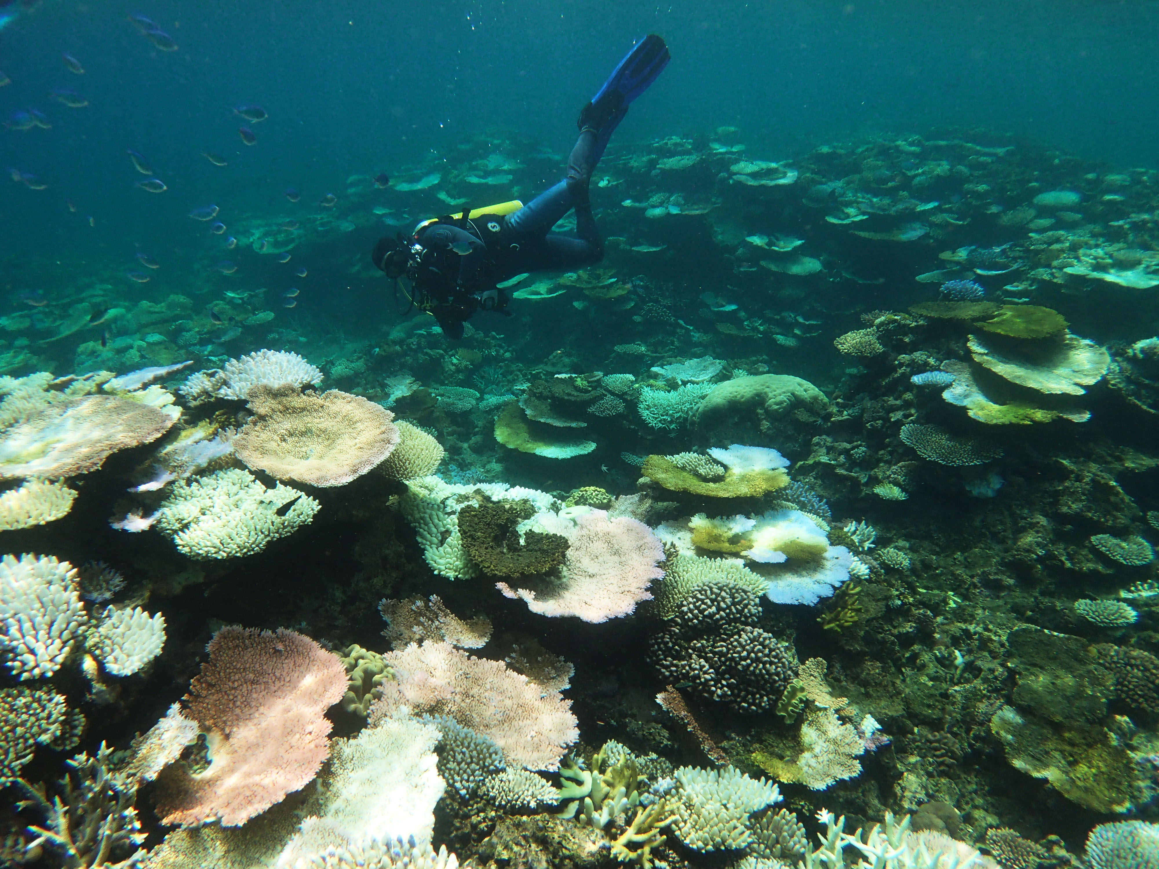 Great Barrier Reef coral bleaching