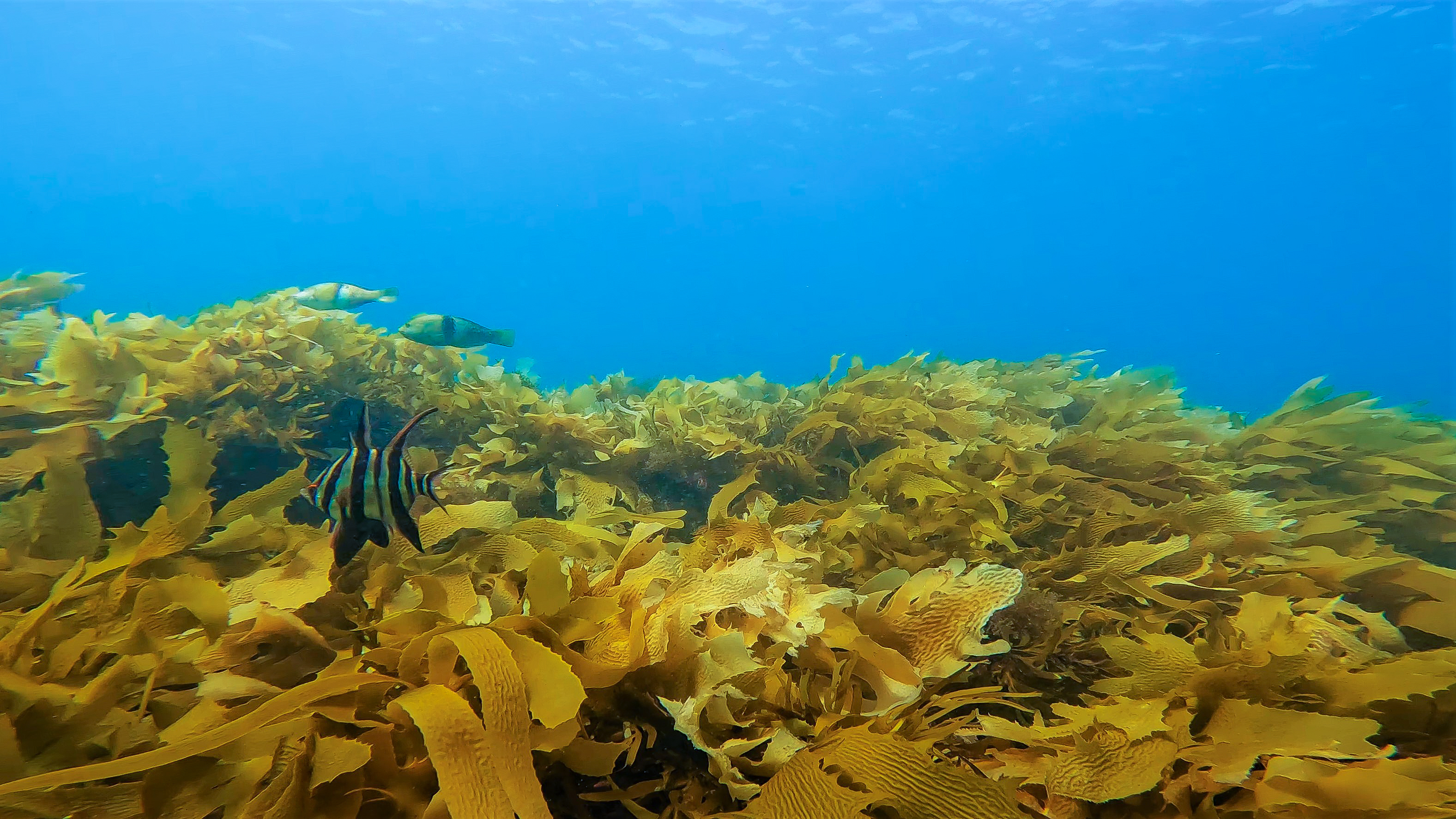 Golden Kelp Forest