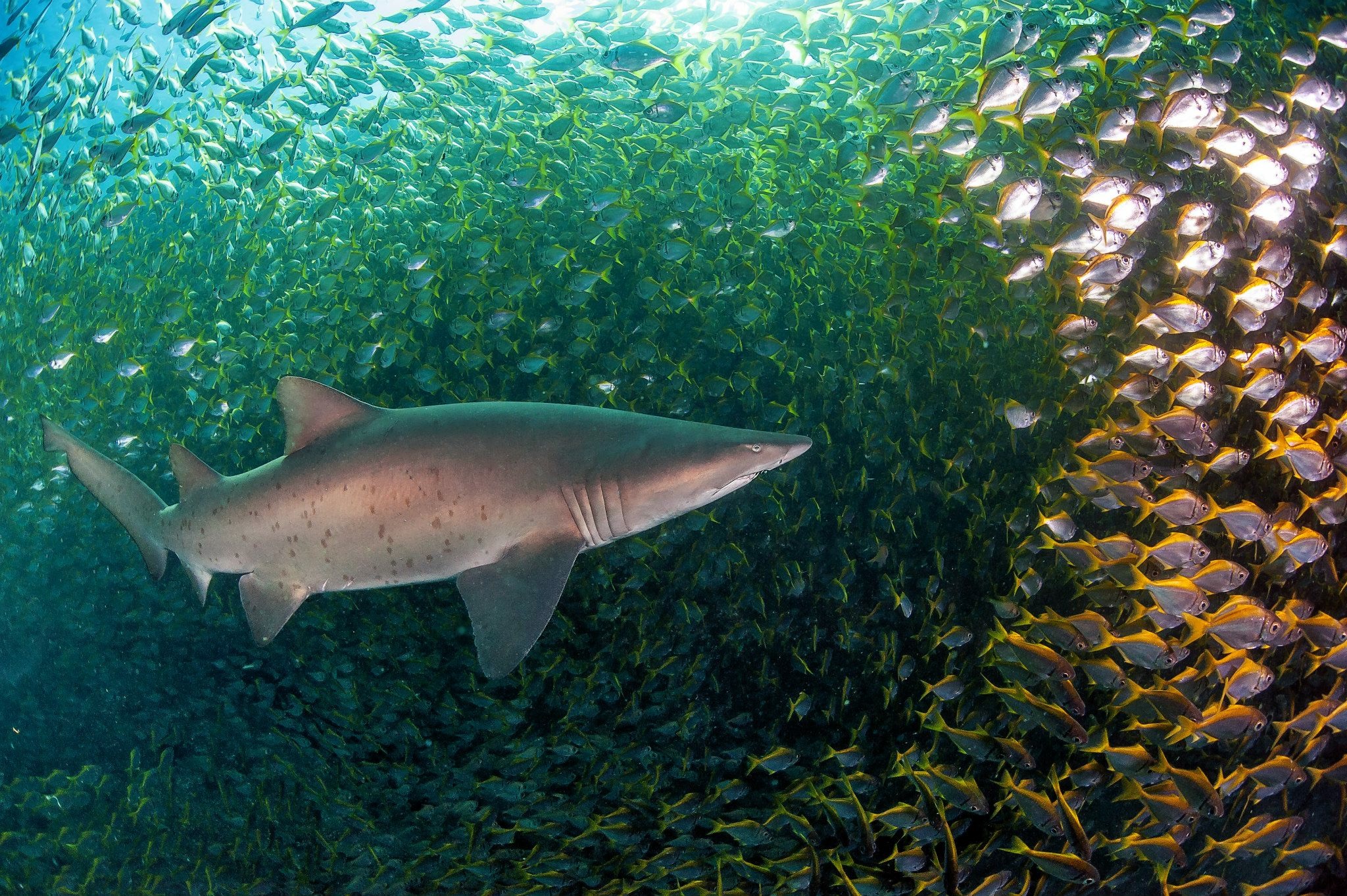 Grey Nurse Shark