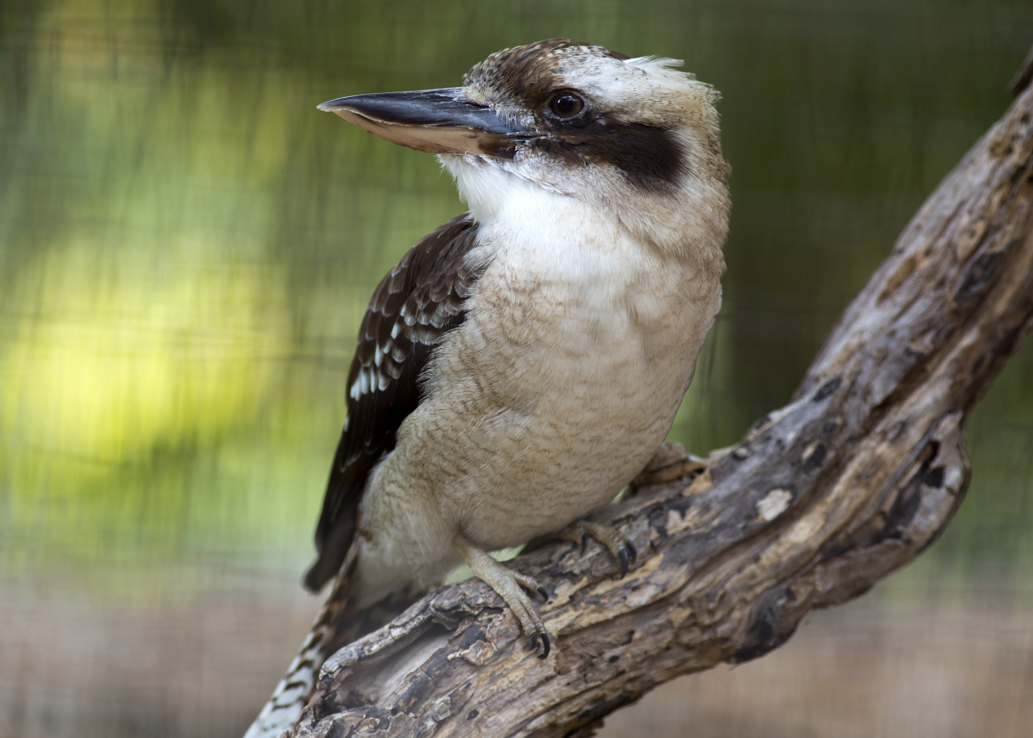 Laughing Kookaburra