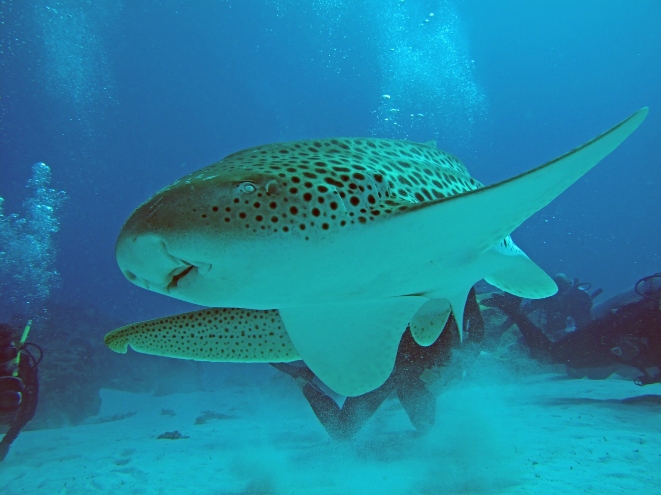 Leopard Shark