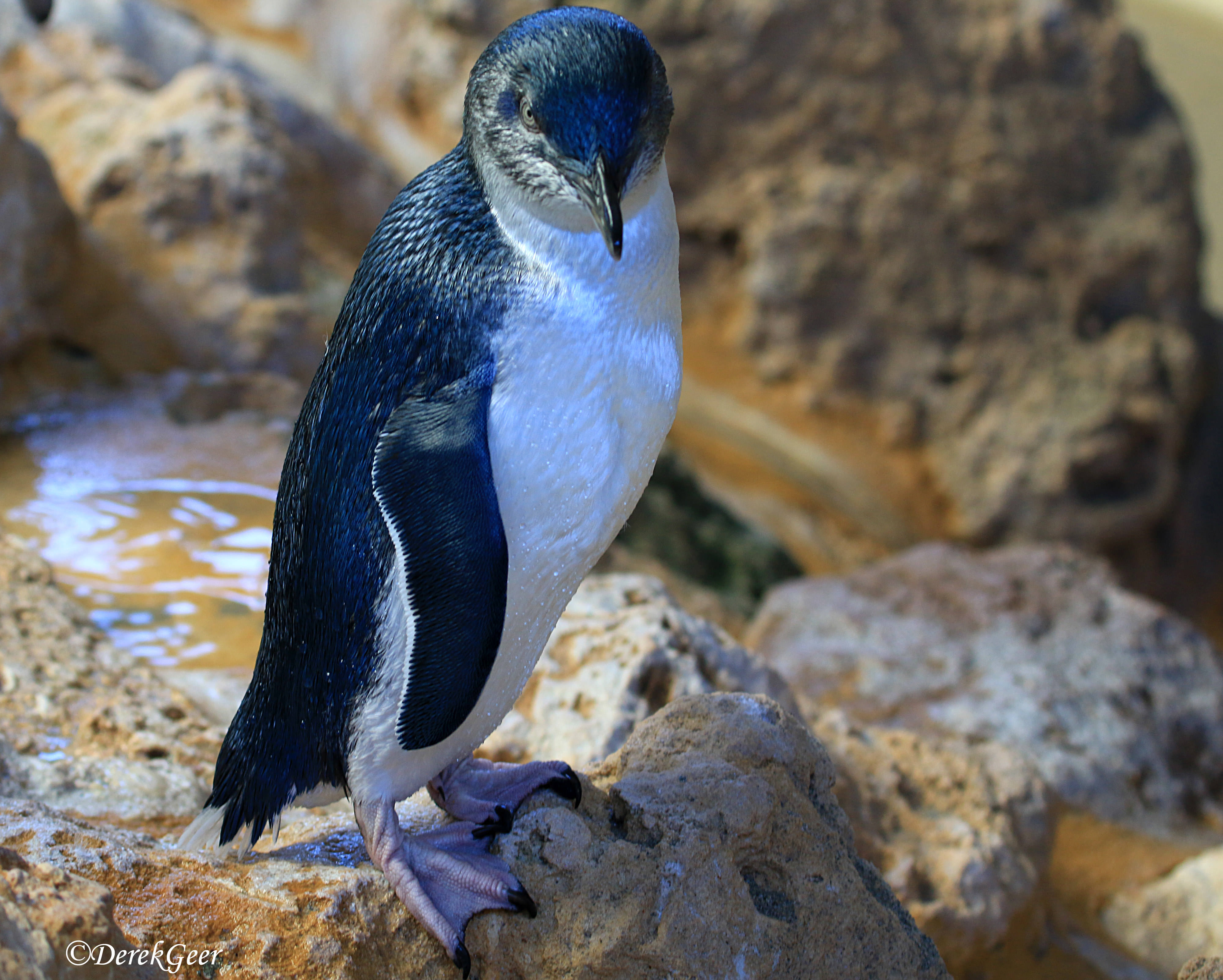 also known as the Fair Penguin
