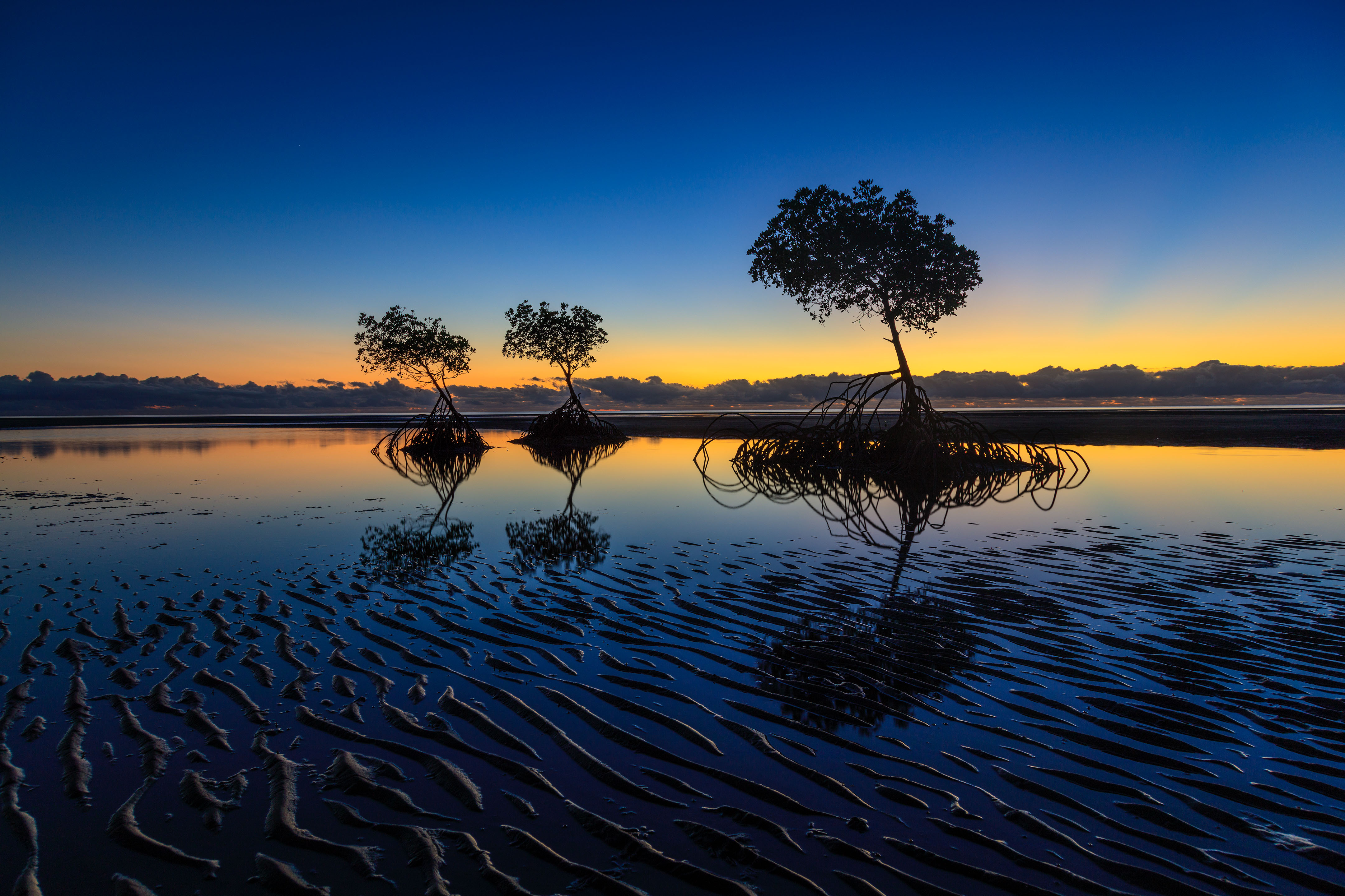 mangroves reflecting a setting sun