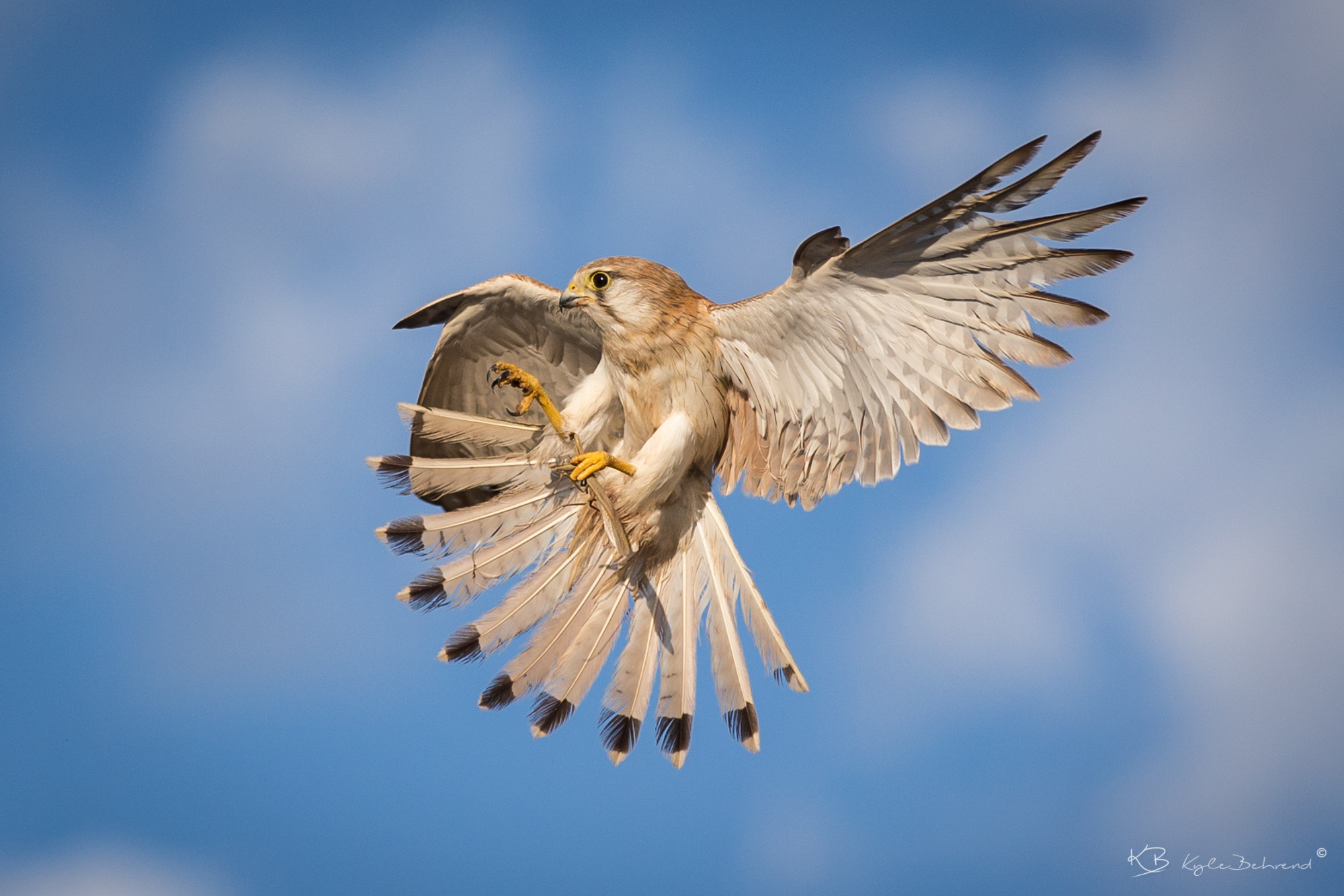 Nankeen Kestral