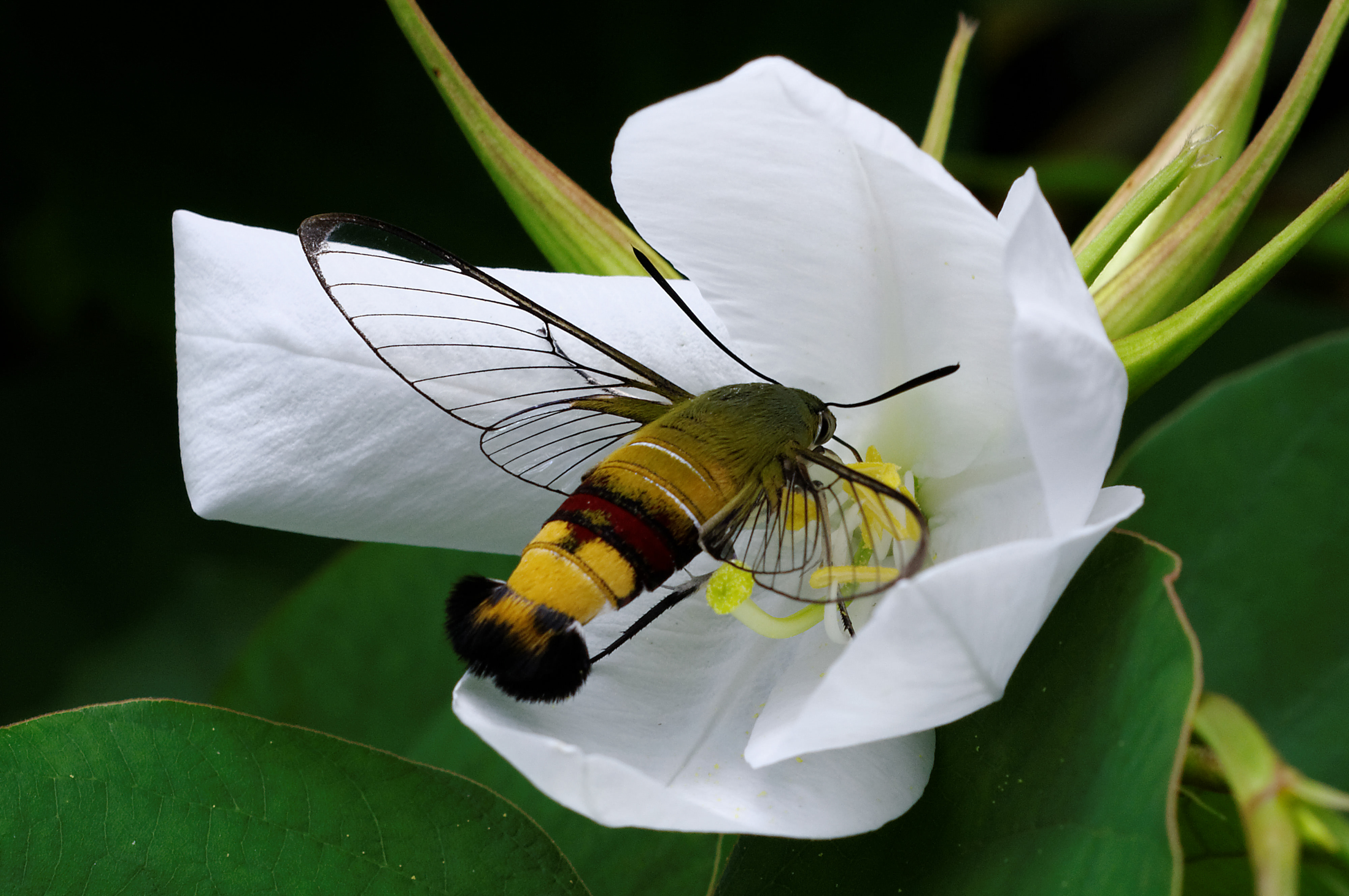 Pellucid Hawk Moth