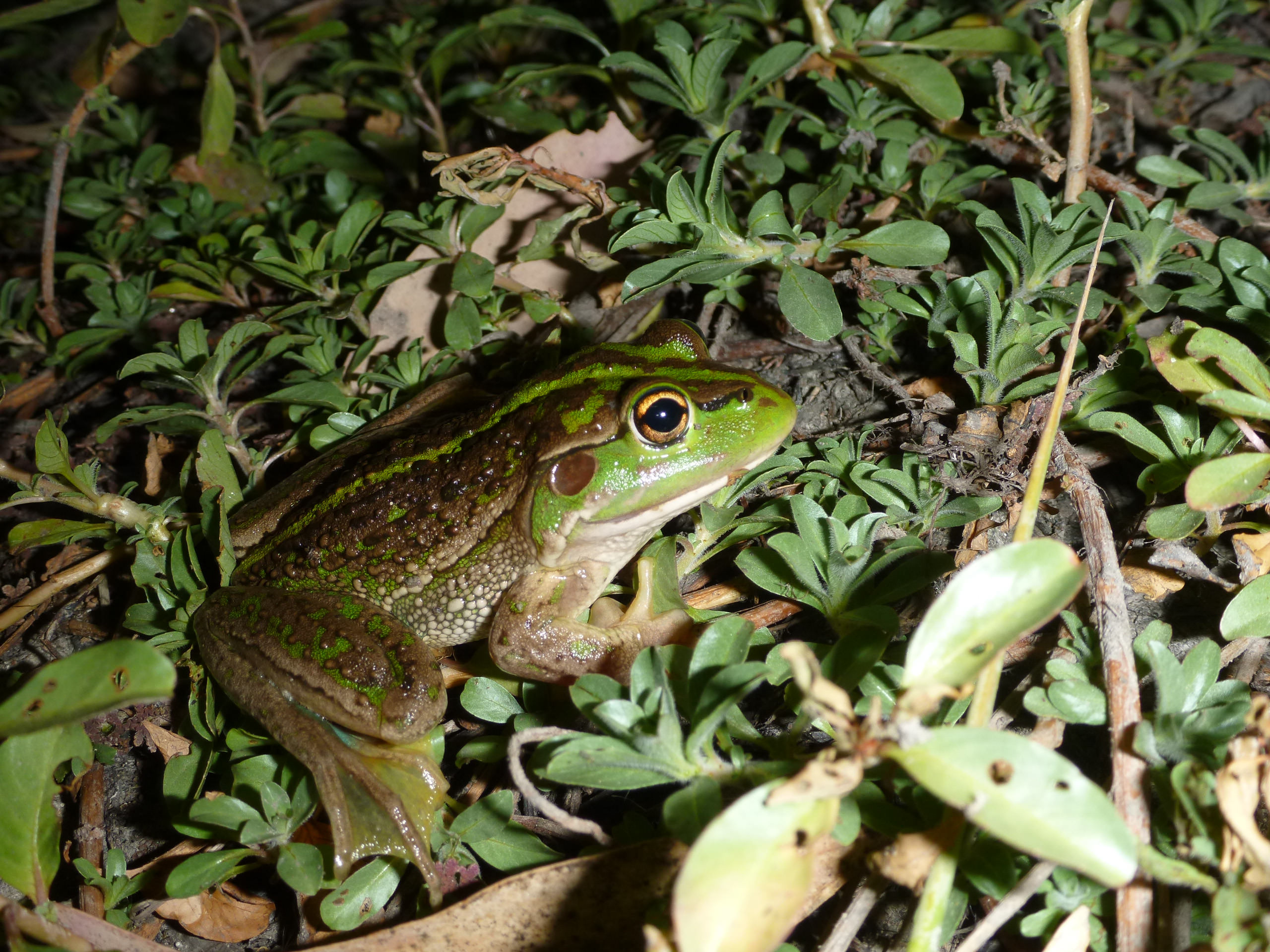 Southern Bell Frog