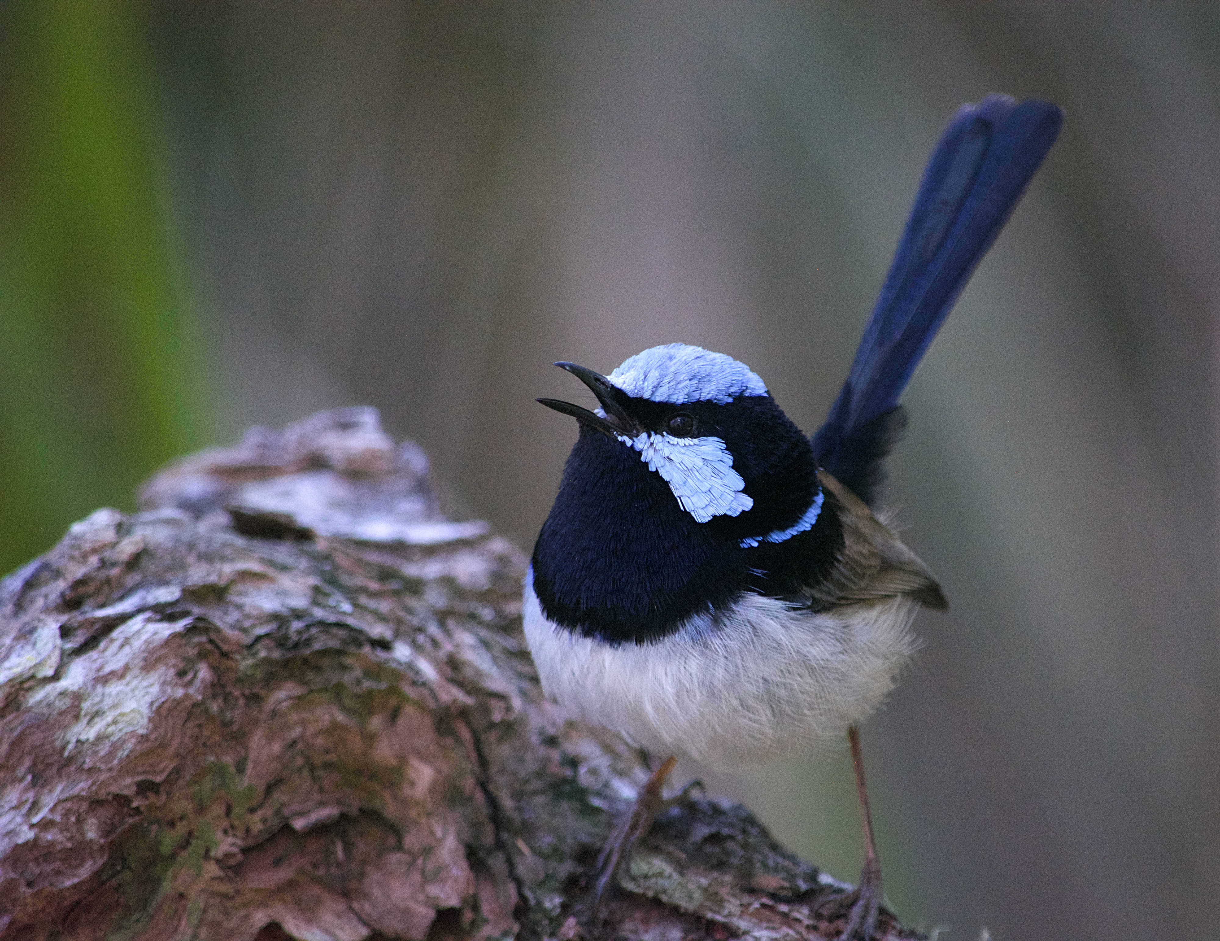 Superb Fairy-Wren, black-and-white bird native to Melbourne