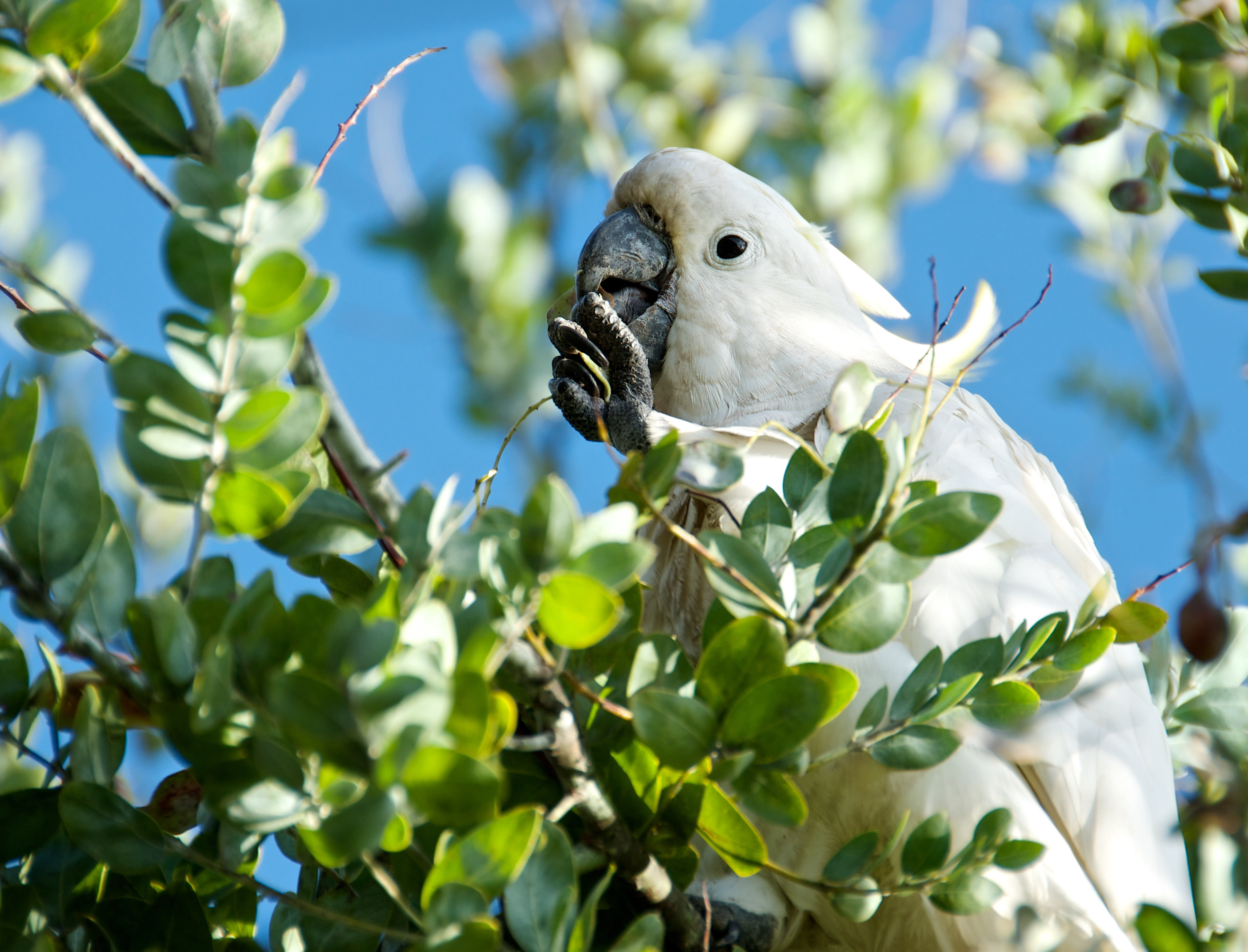 a white bird in a green-leafed tree