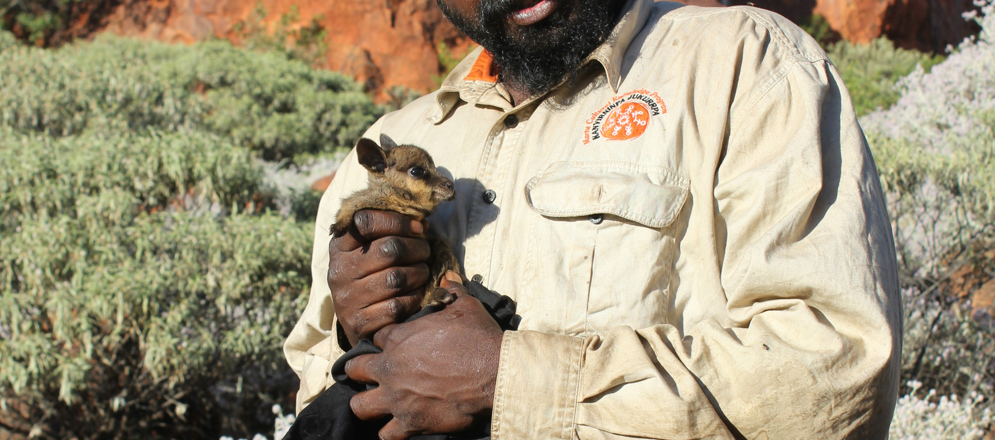 Black-flanked Rock-wallaby joey