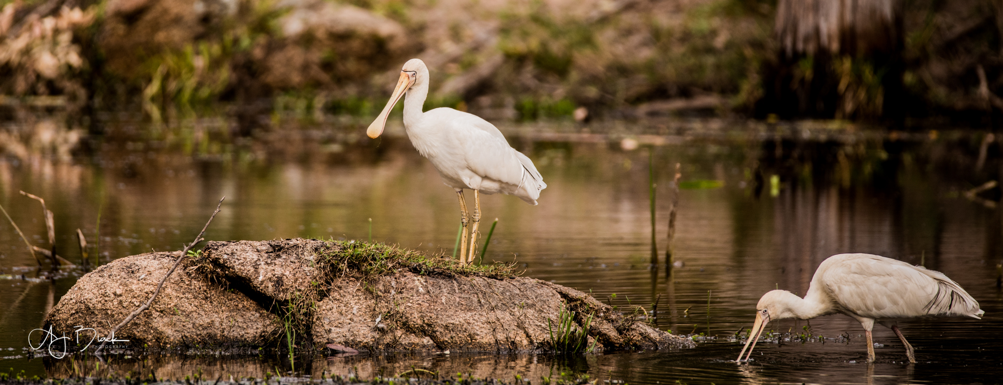 Yellow-Billed Spoonbill