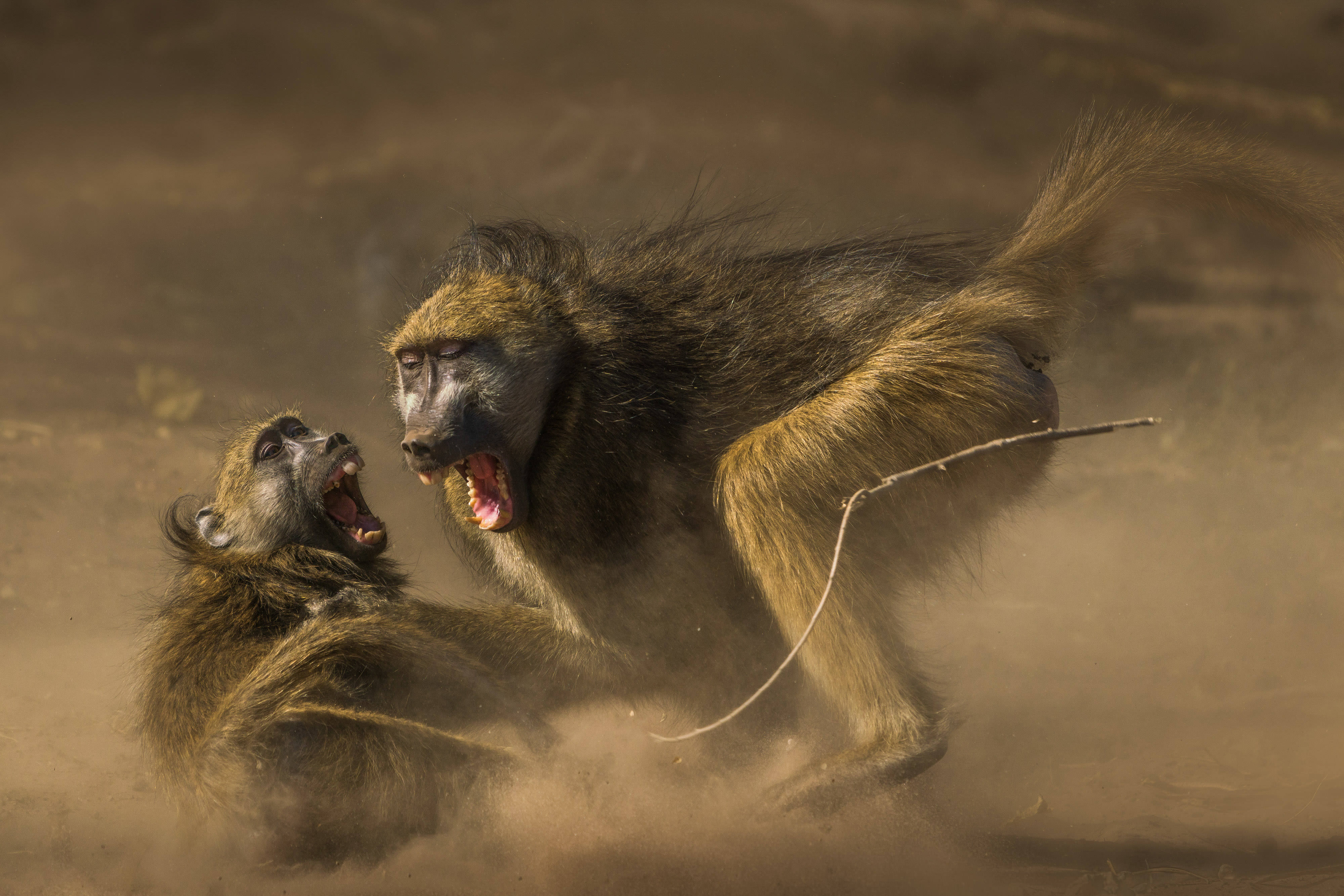 Two monkeys wrestle in the dirt