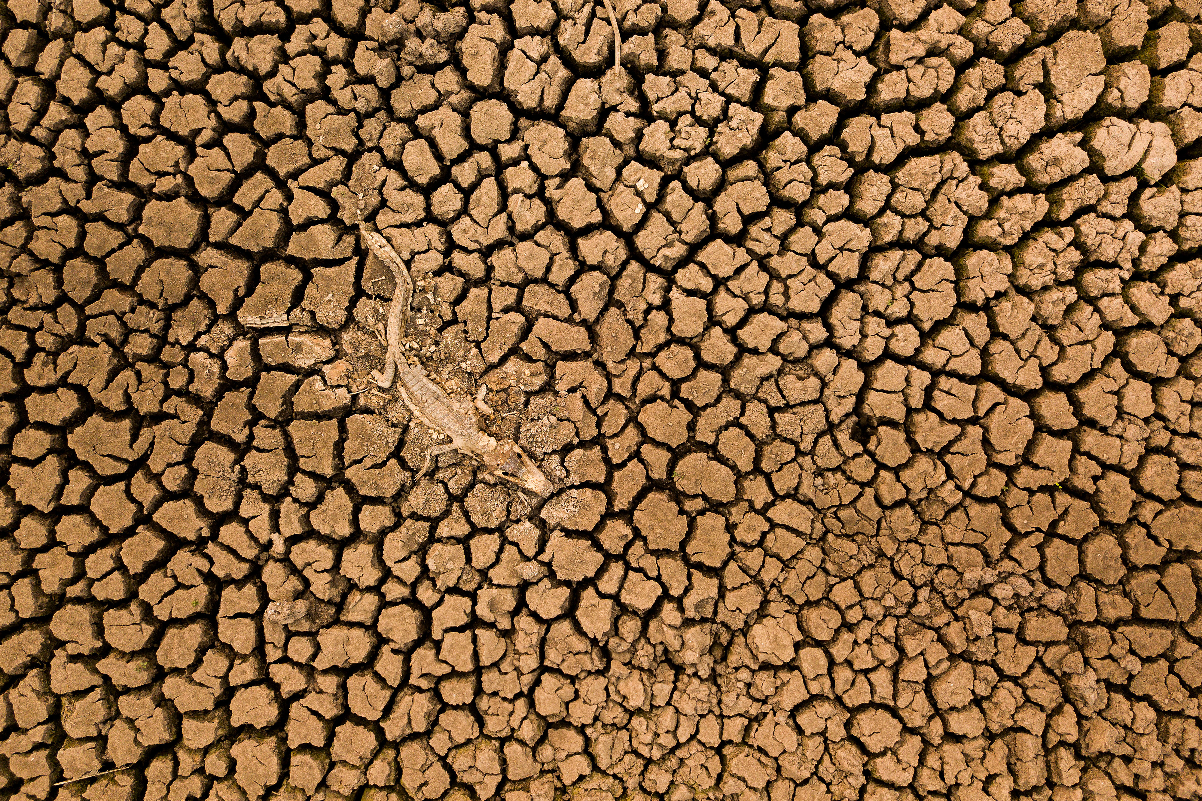 Overhead view of a carcass of an alligator on dry, deeply cracked soil.