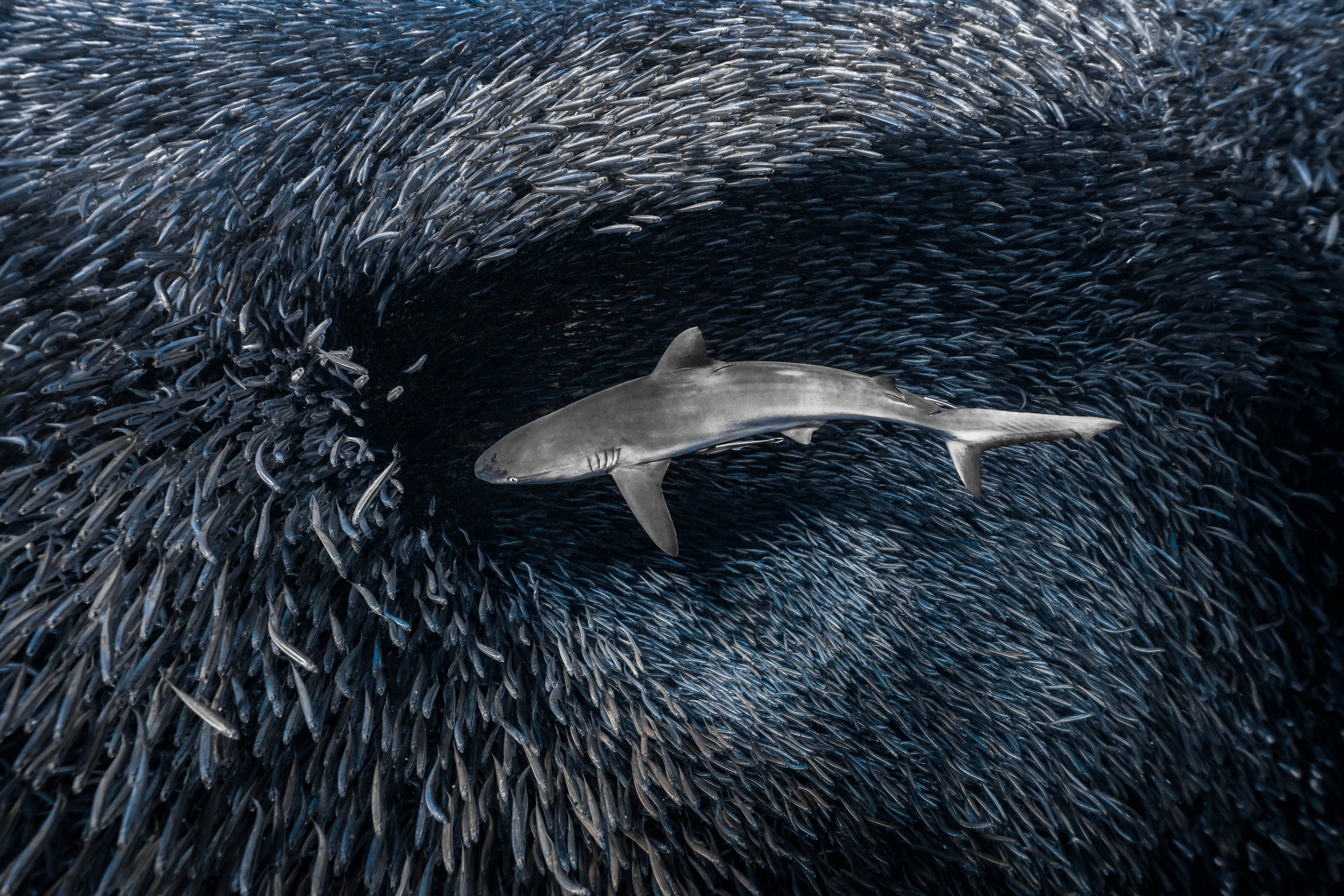 A shark creates a hole in a massive bait ball of small fish as it swims through looking for a meal.