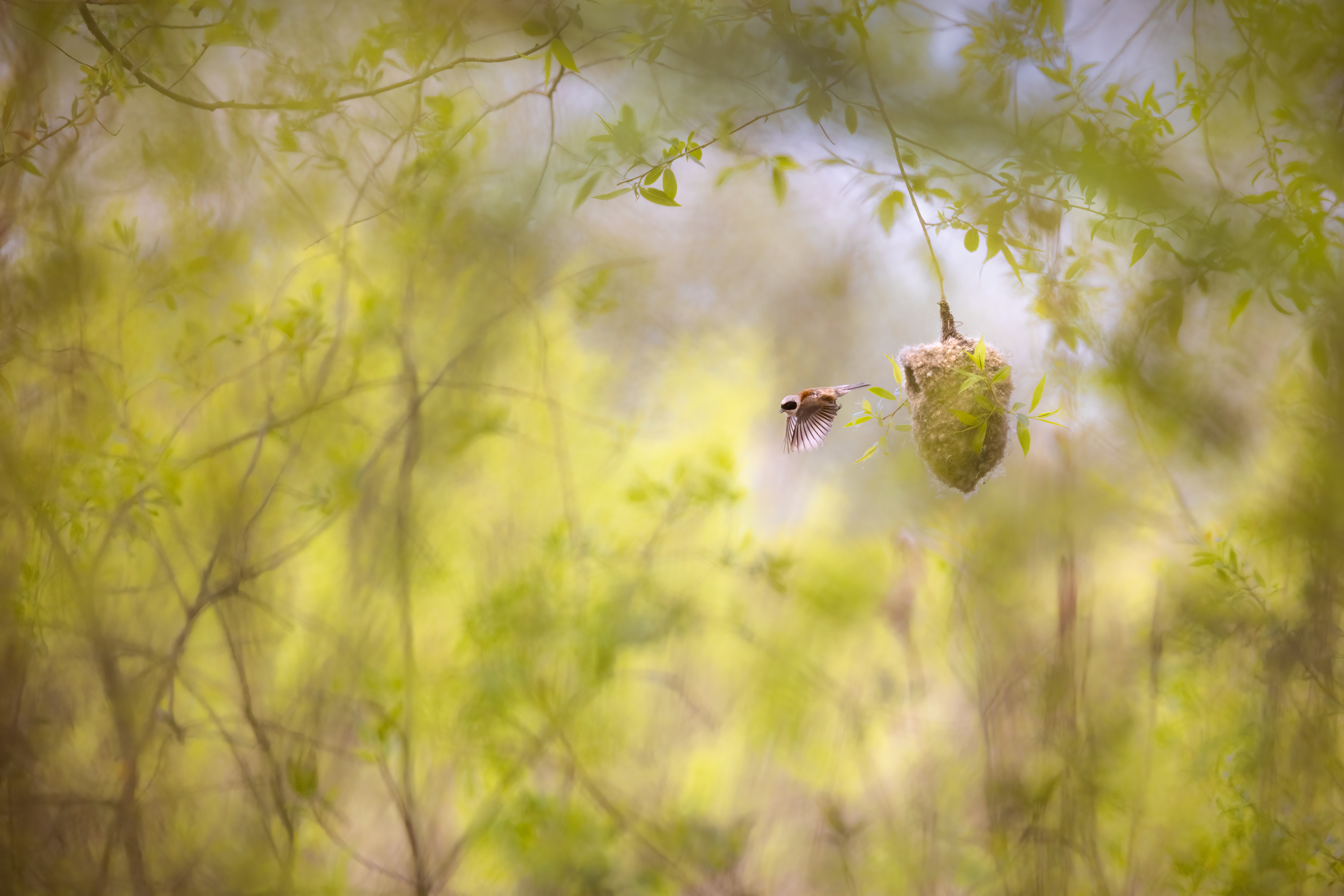 A small bird flies away from a basket shaped nest that dangles from a thin branch. The nest is framed by the greenery of surrounding trees and shrubs.
