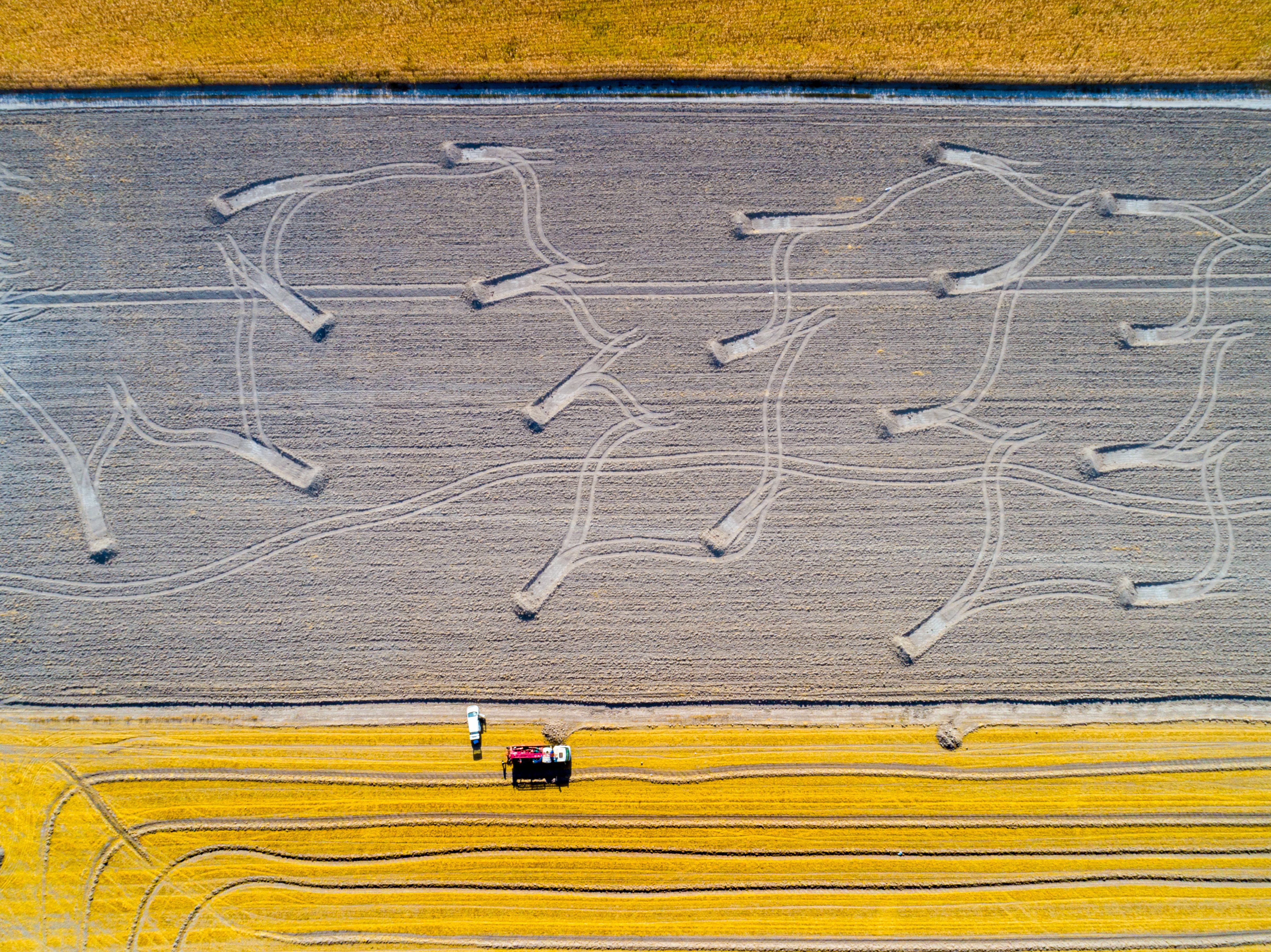 Mustard yellow fields frame a large fallow field. Hummocks of gray dirt are pushed up at the end of parallel tracks.
