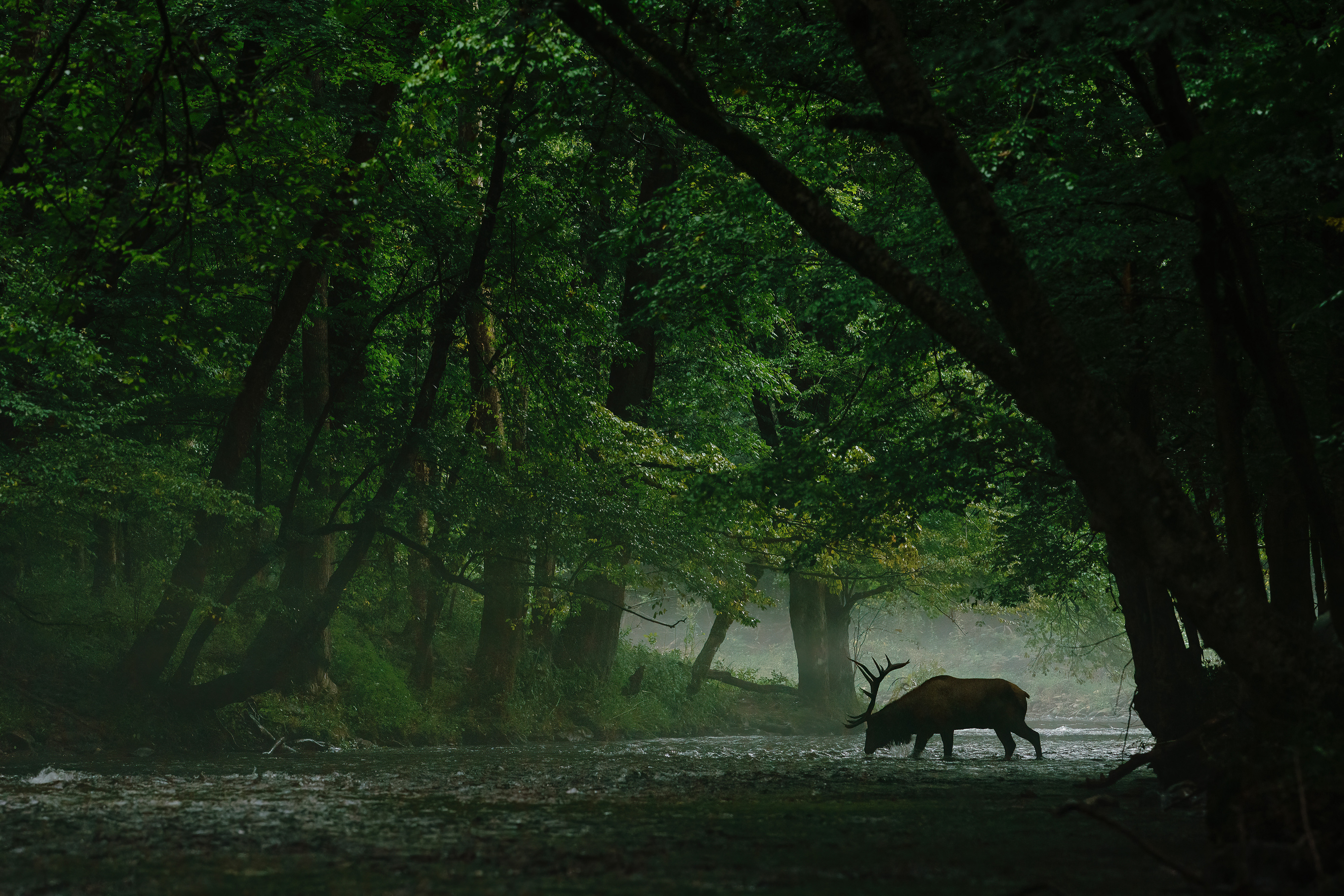 An elk stands in the middle of a river taking a drink. Tall trees grow over the water casting it in shade.