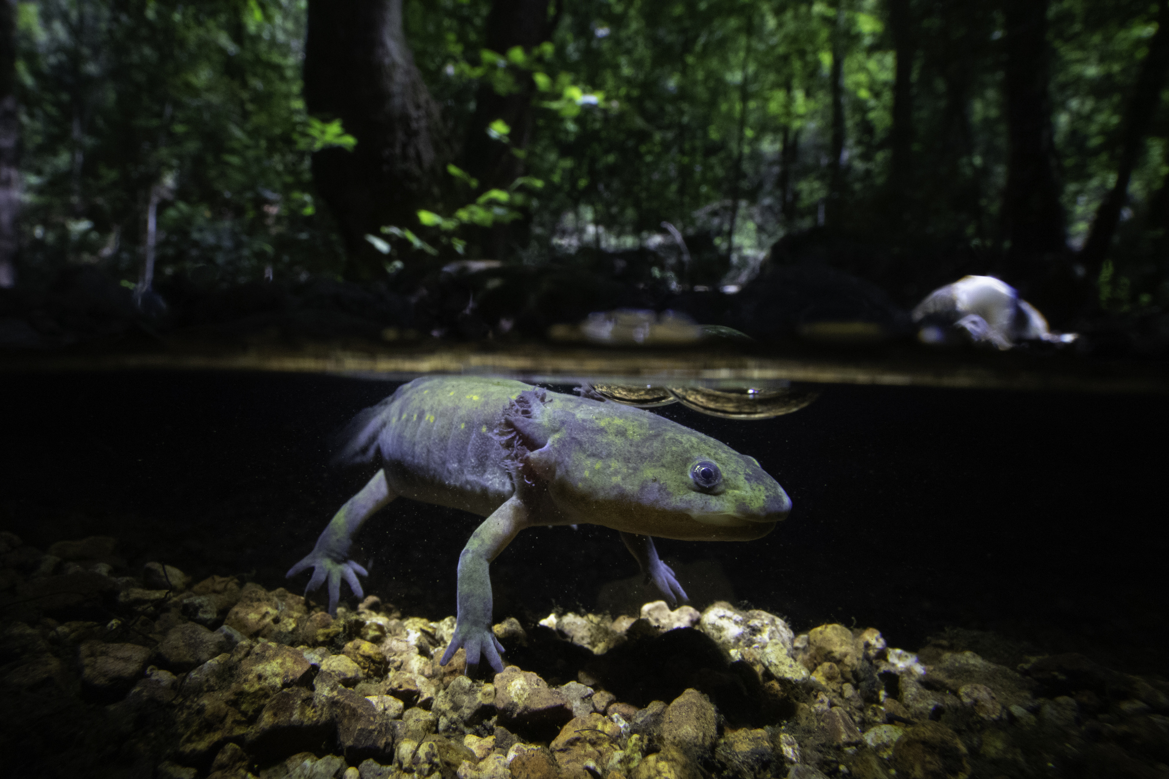 A salamander floats just beneath the surface of the water.