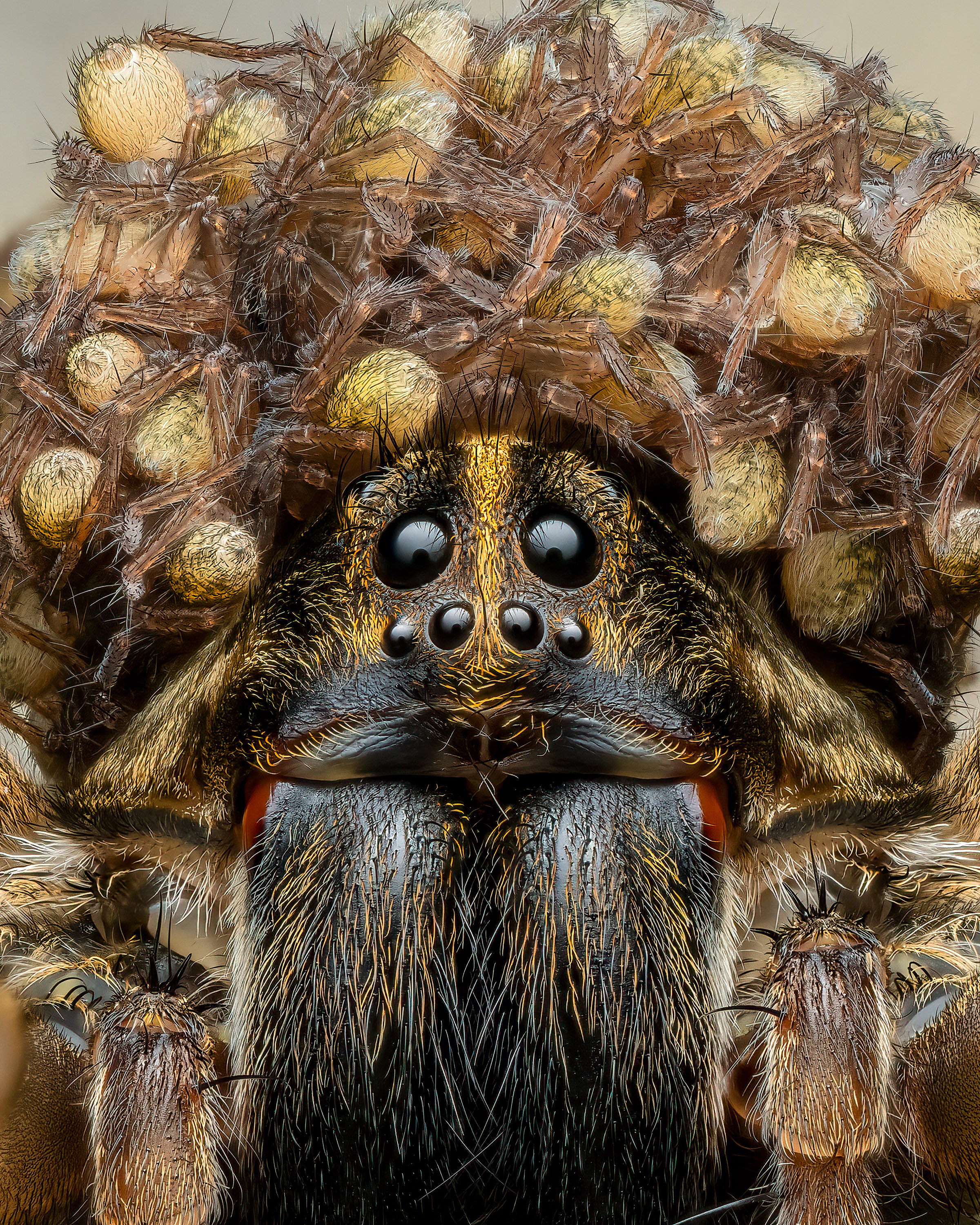 Close up view of a spider covered in its tiny baby spiders.