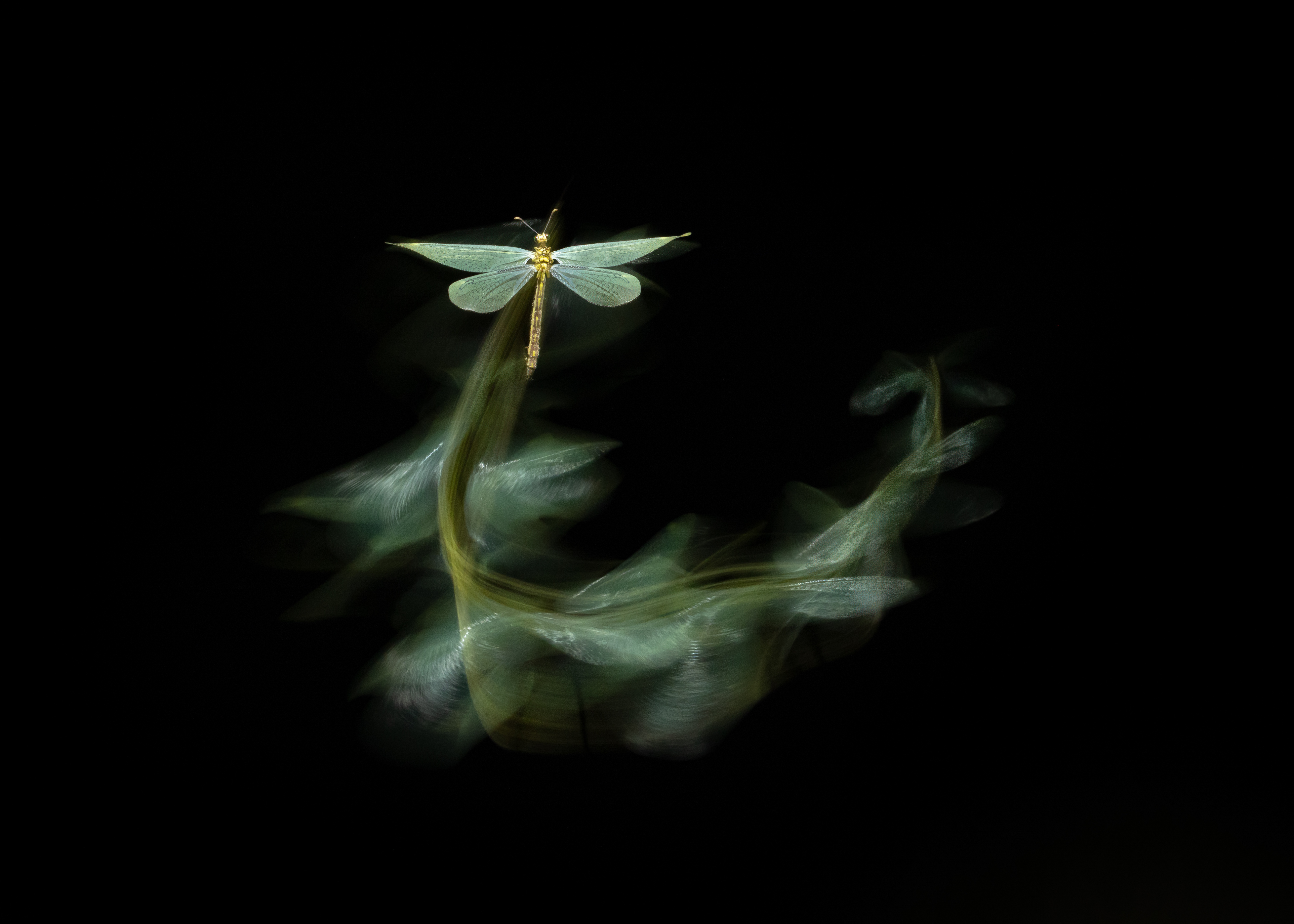 A long shutter exposure shows the flight of a green moth, creating multiple images of the insect as it flies through the air.