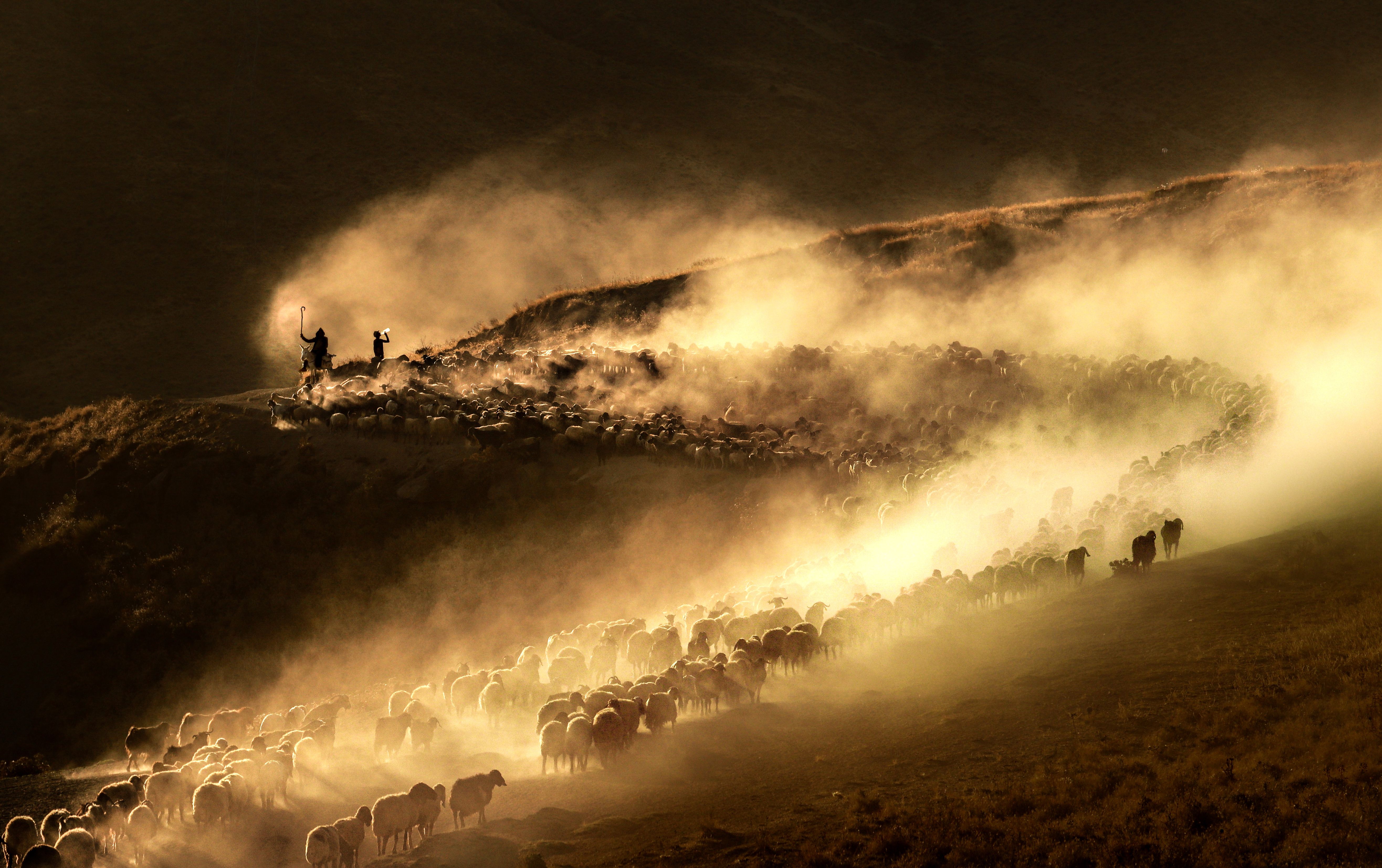 A large flock of sheep curve up a mountain path, kicking up a thick cloud of dust that glows golden in the sunlight.