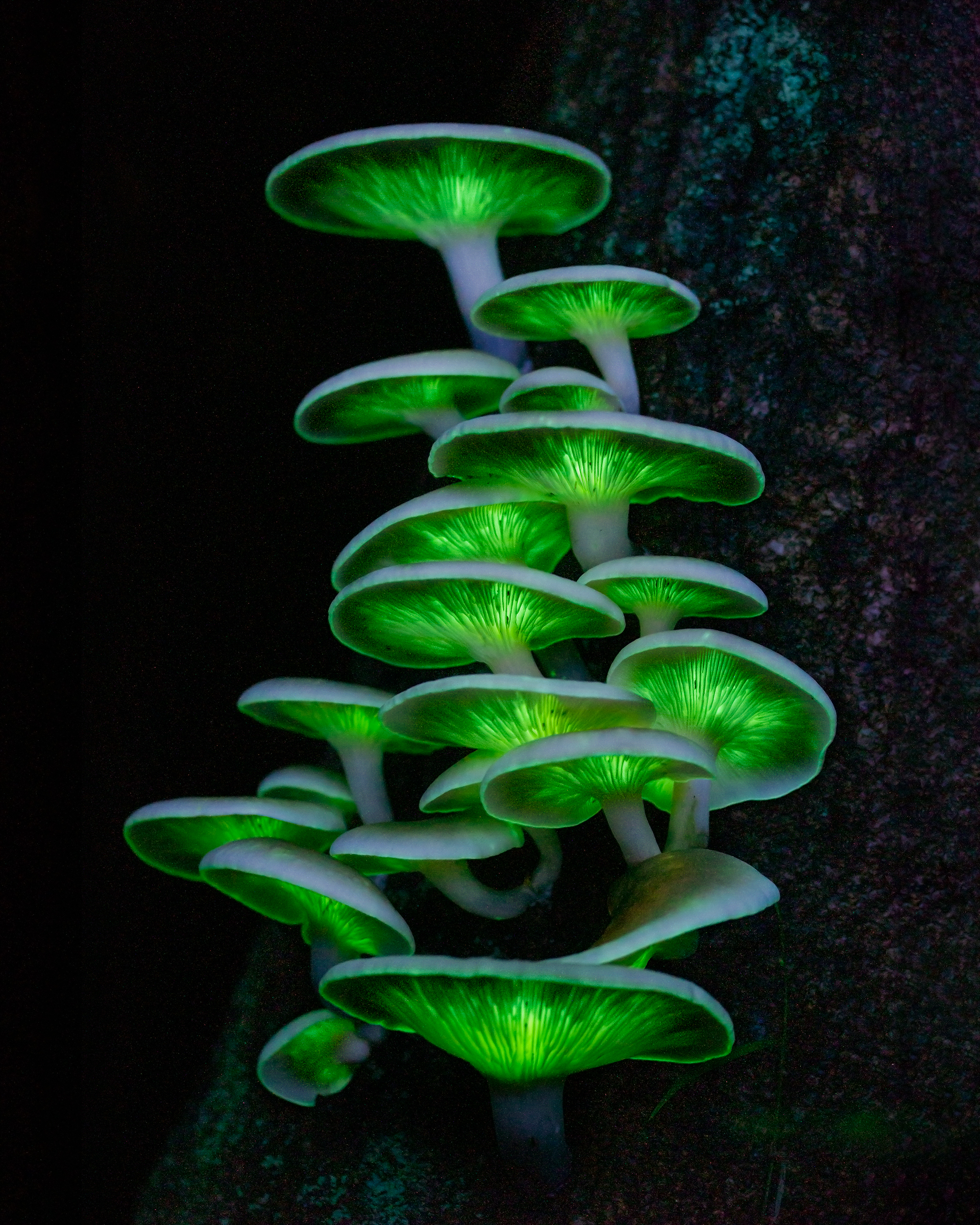 White capped mushrooms with glowing green gills grow from the side of a log.